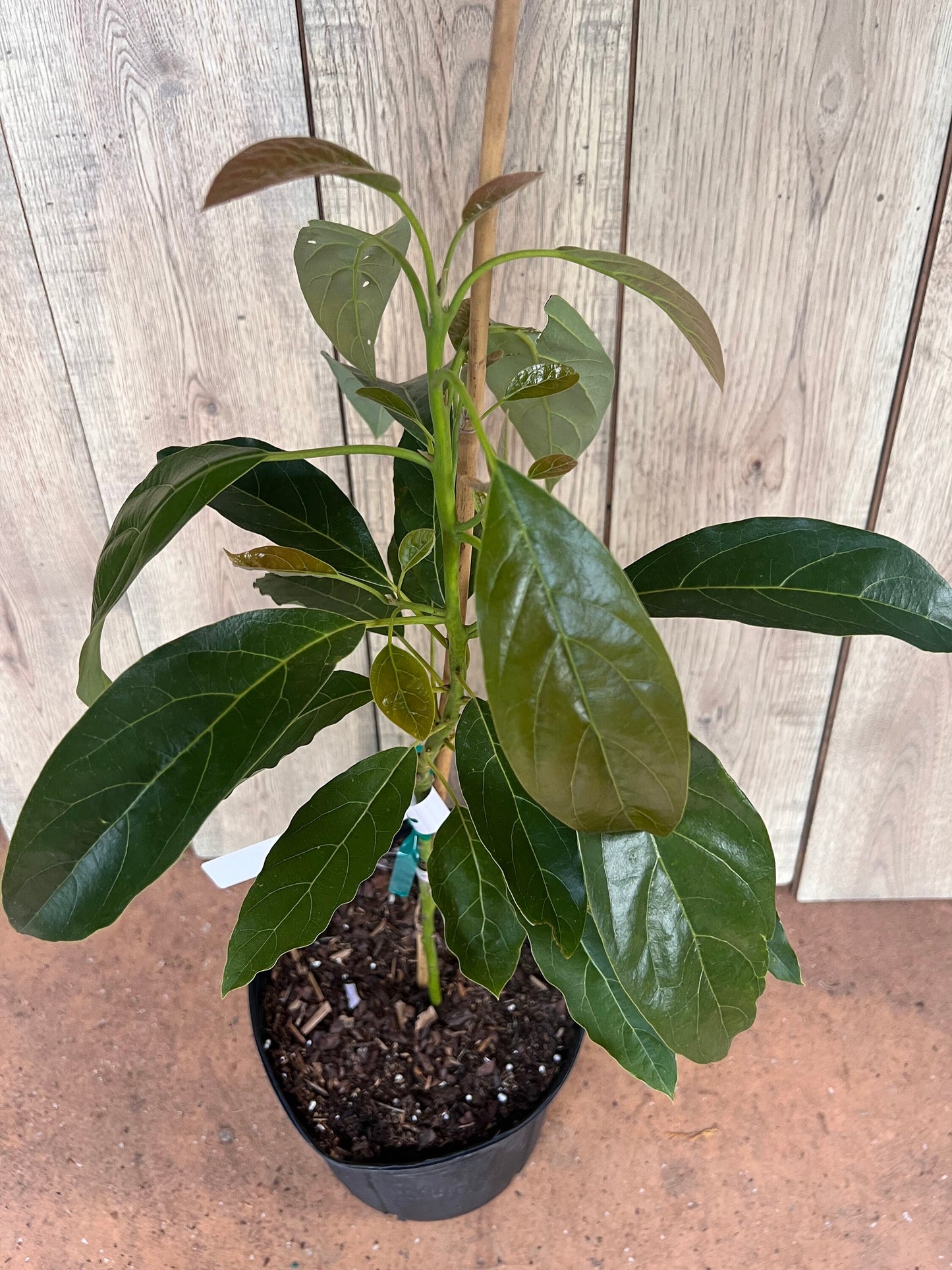 Haas Avocado Tree , Grafted in 3 Gallon Pot, No Ship to CA and HI