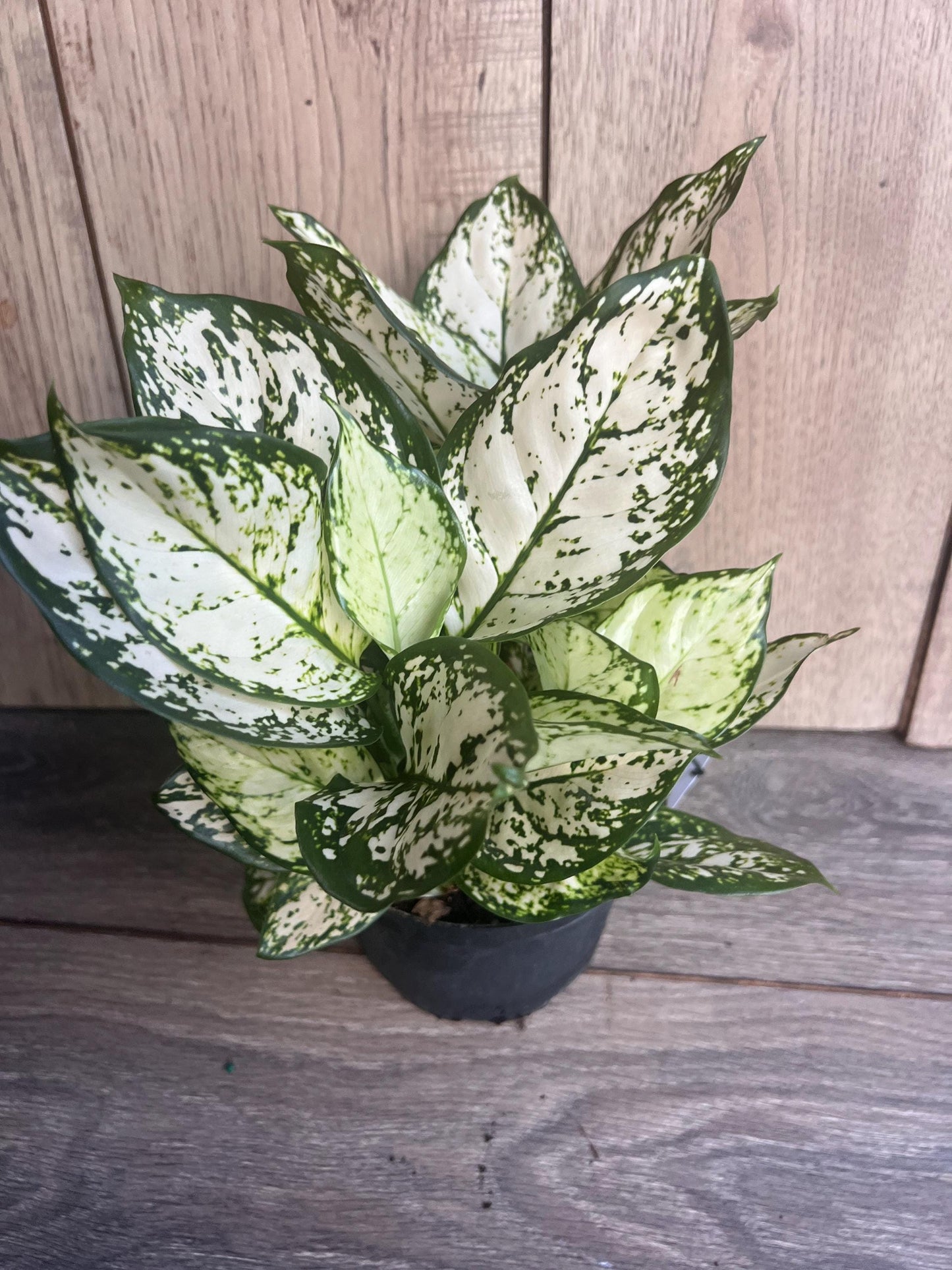 Aglaonema Variegata pearls in 6", commutatum Pearls