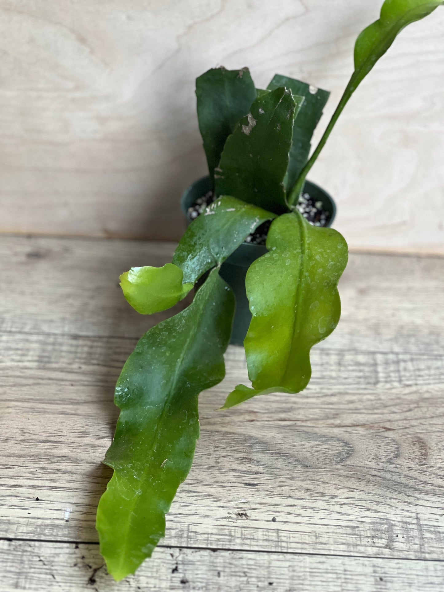 Epiphyllum oxypetalum , Night Blooming Cactus, orchid in 4" Pot, Queen of the night
