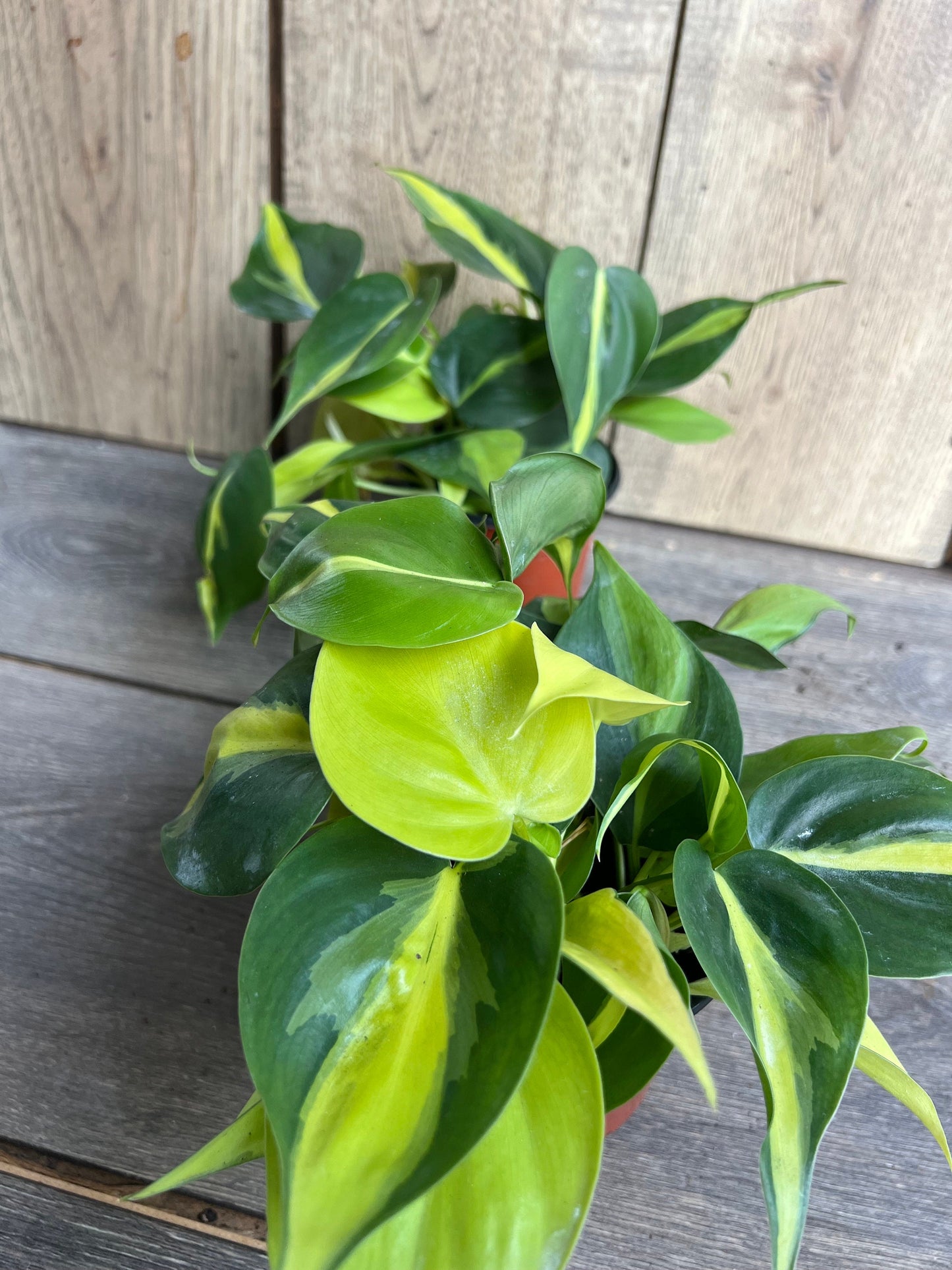Philodendron Brasil. in 4” pot, philodendron hederaceum,trailing plant, house plant, variegated heart shaped philodendron