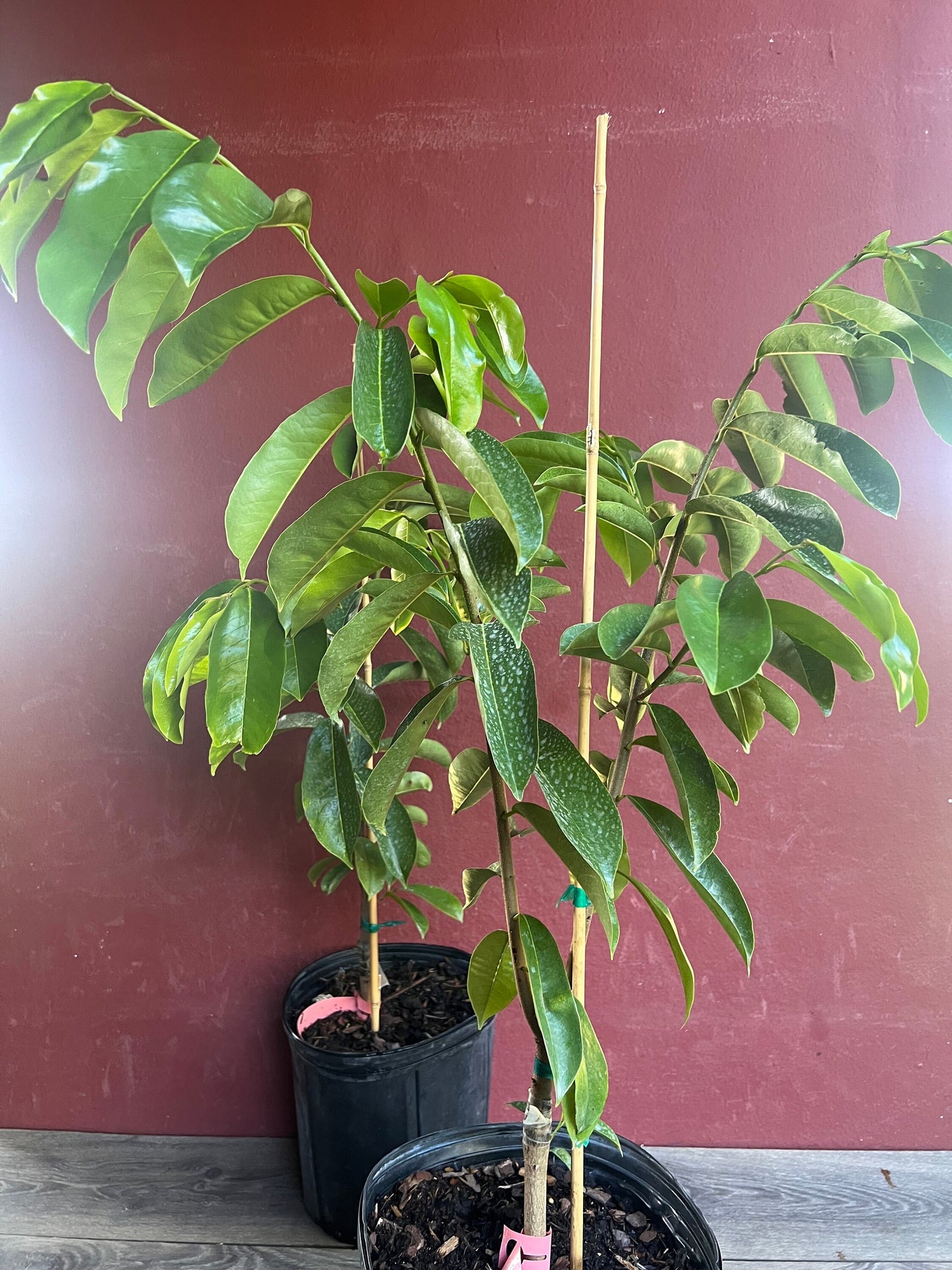 Soursop Tree, guanabana in 3 gallon gallon pot ,grafted, Sirsak, Anona Muricata, No Ship to CA and HI