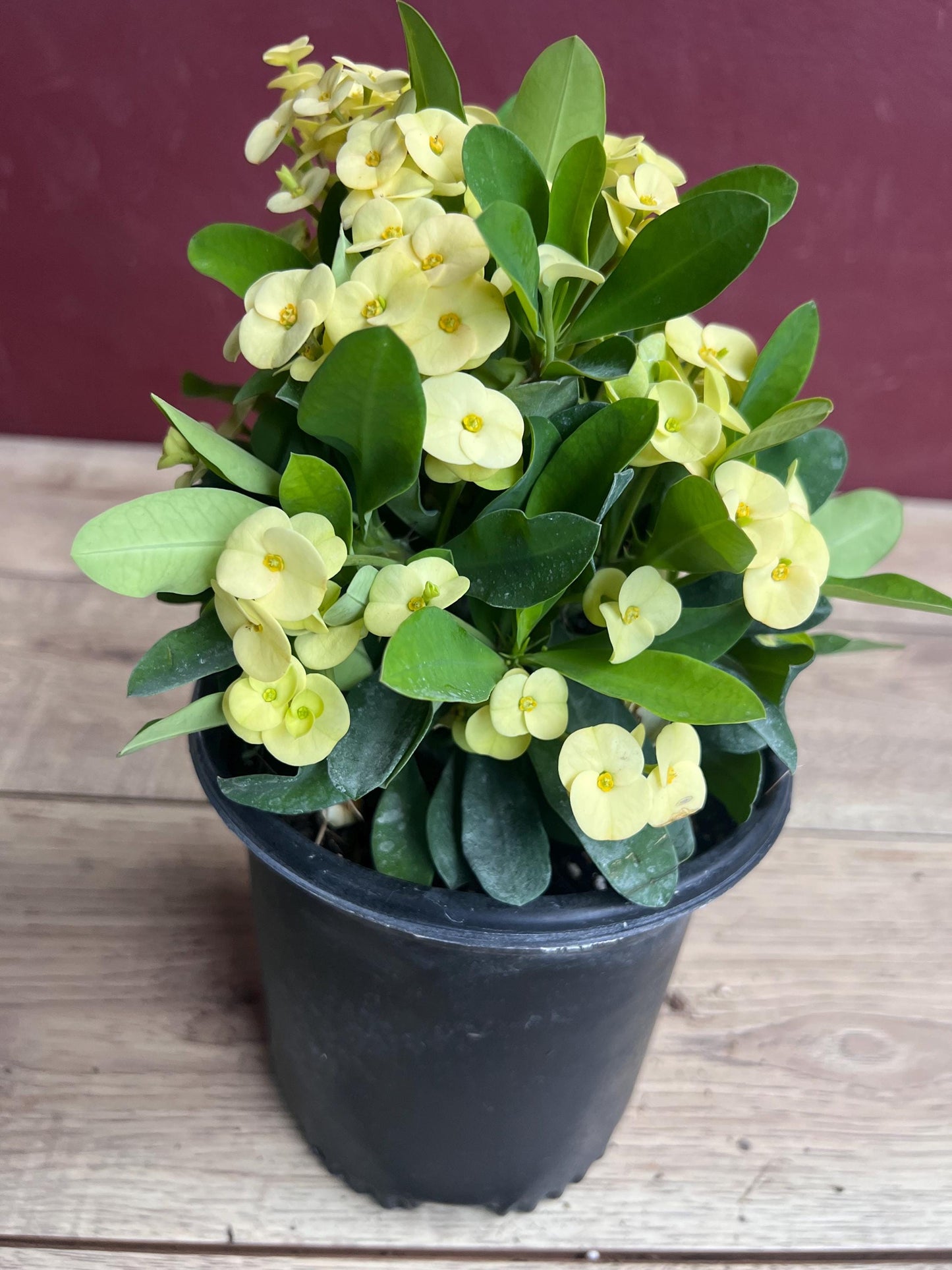 Crown of Thorns, Yellow in 6" Pot, Euphorbia milii