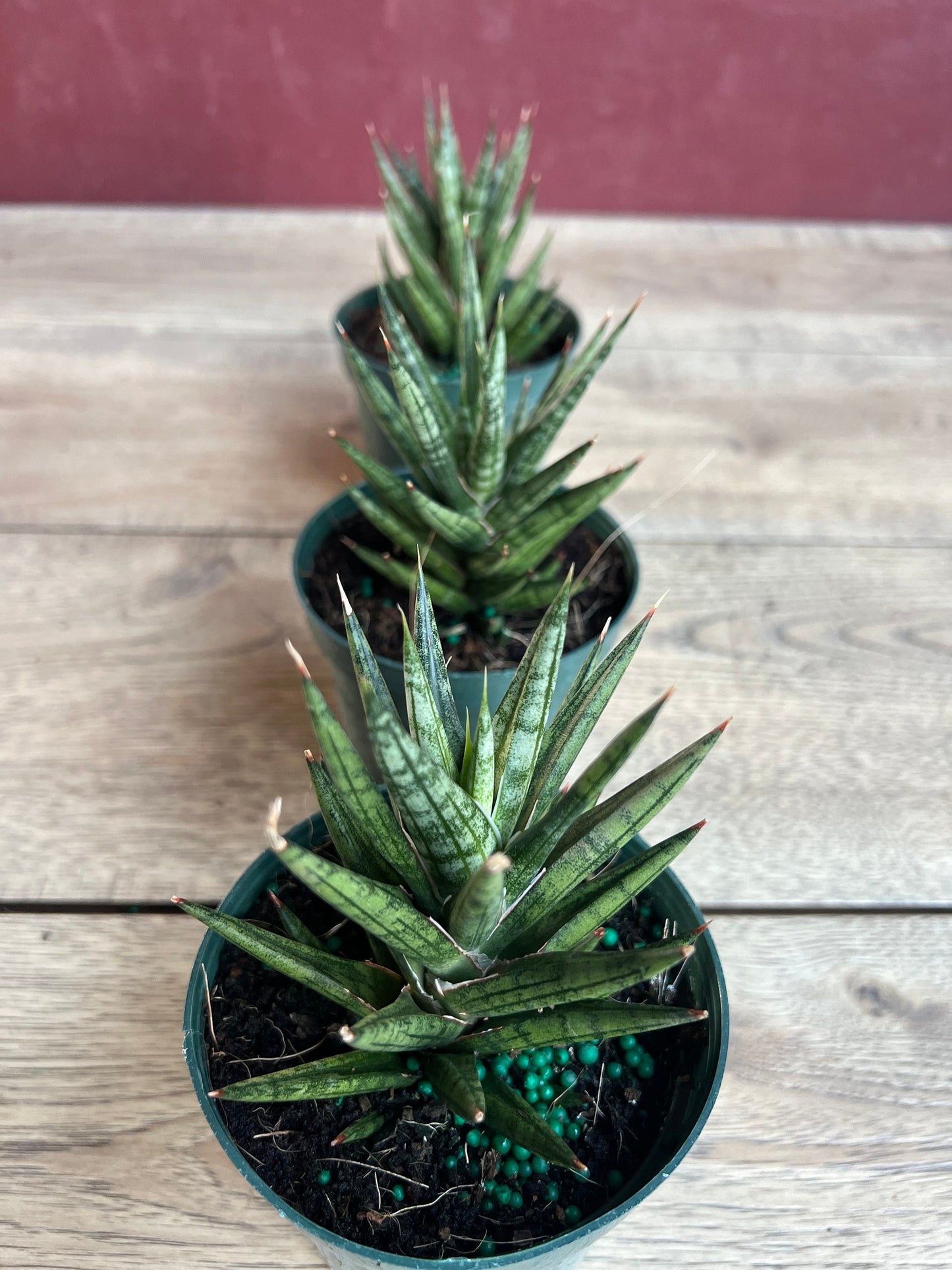 Sansevieria francisii 4”pot