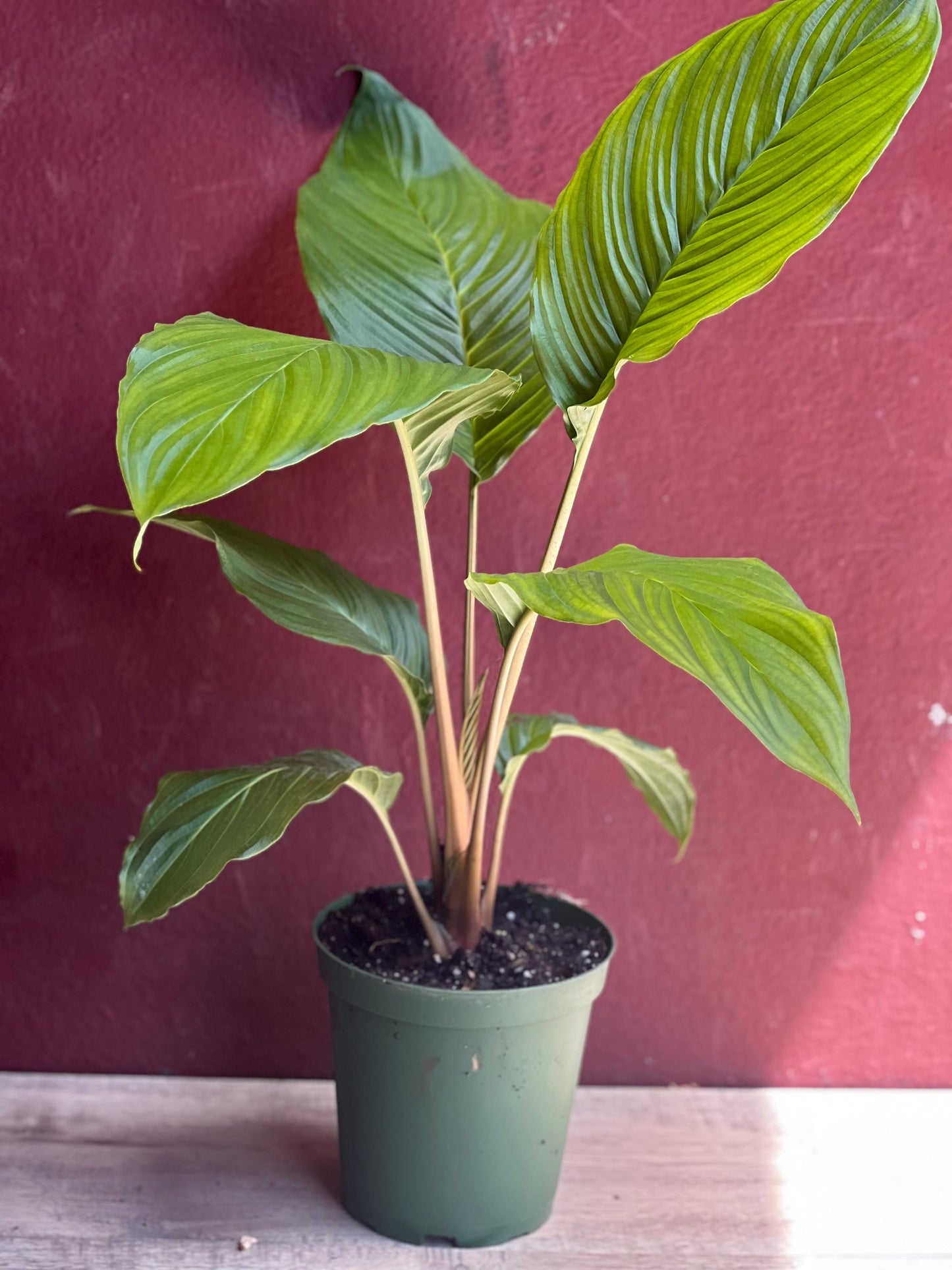 Tacca chantrieri, Bat flower in 6" pot, black bat Flower