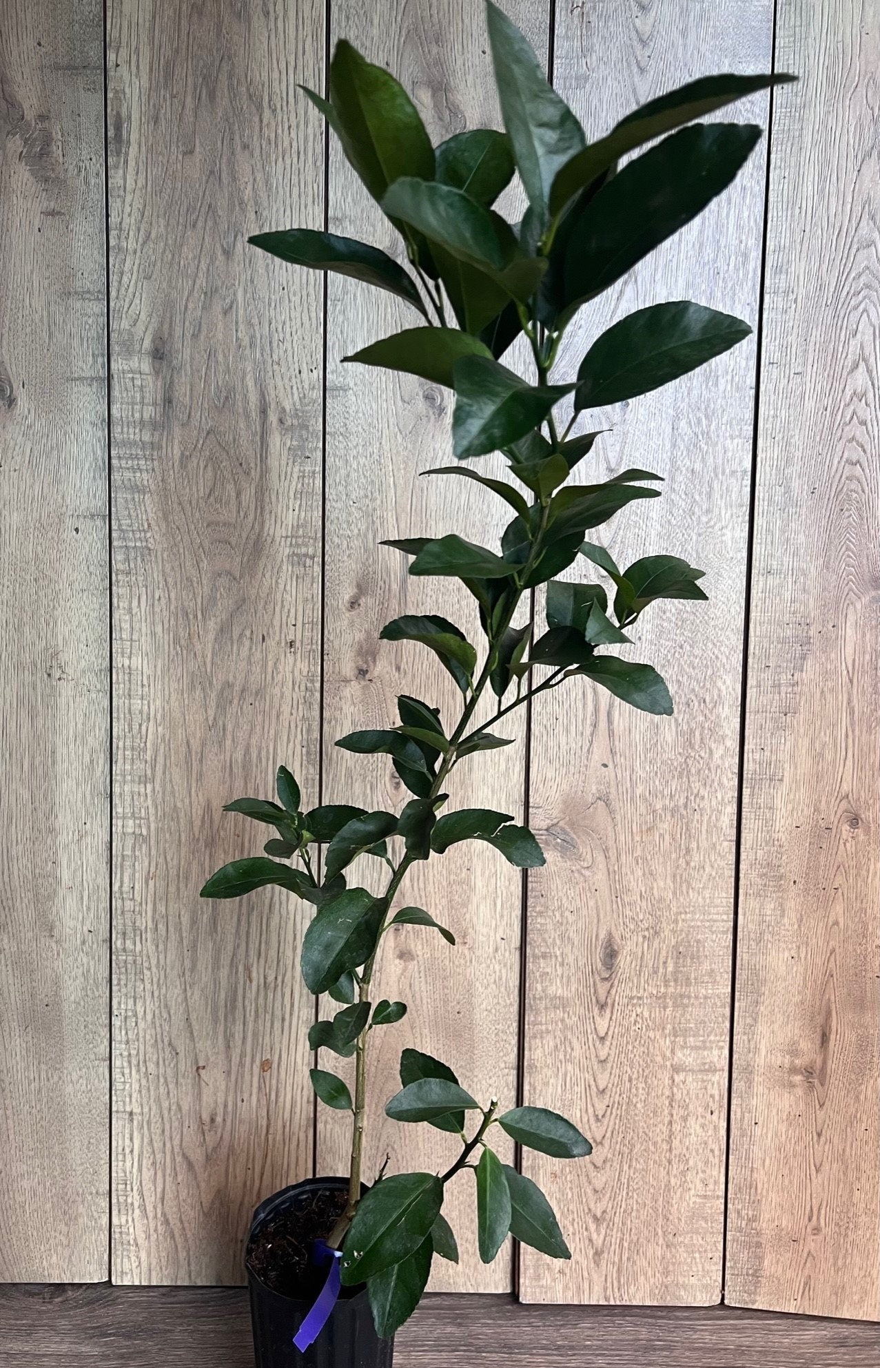 Glenn Navel Orange Tree in half Gallon Pot, Grafted, Florida Shipping Only