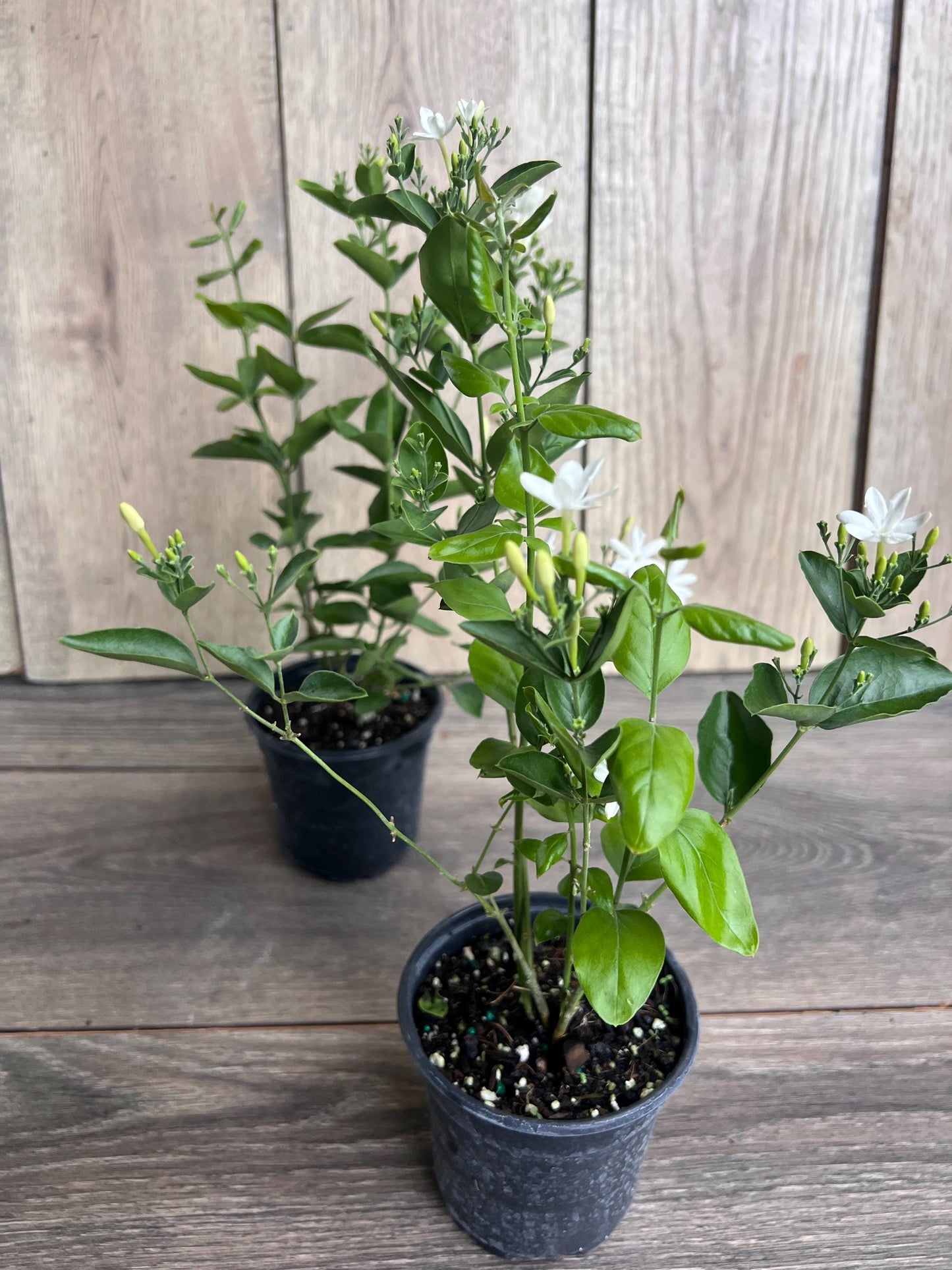 Jasmine Molle , jasmine Indian Jui in 4", Jasminum molle