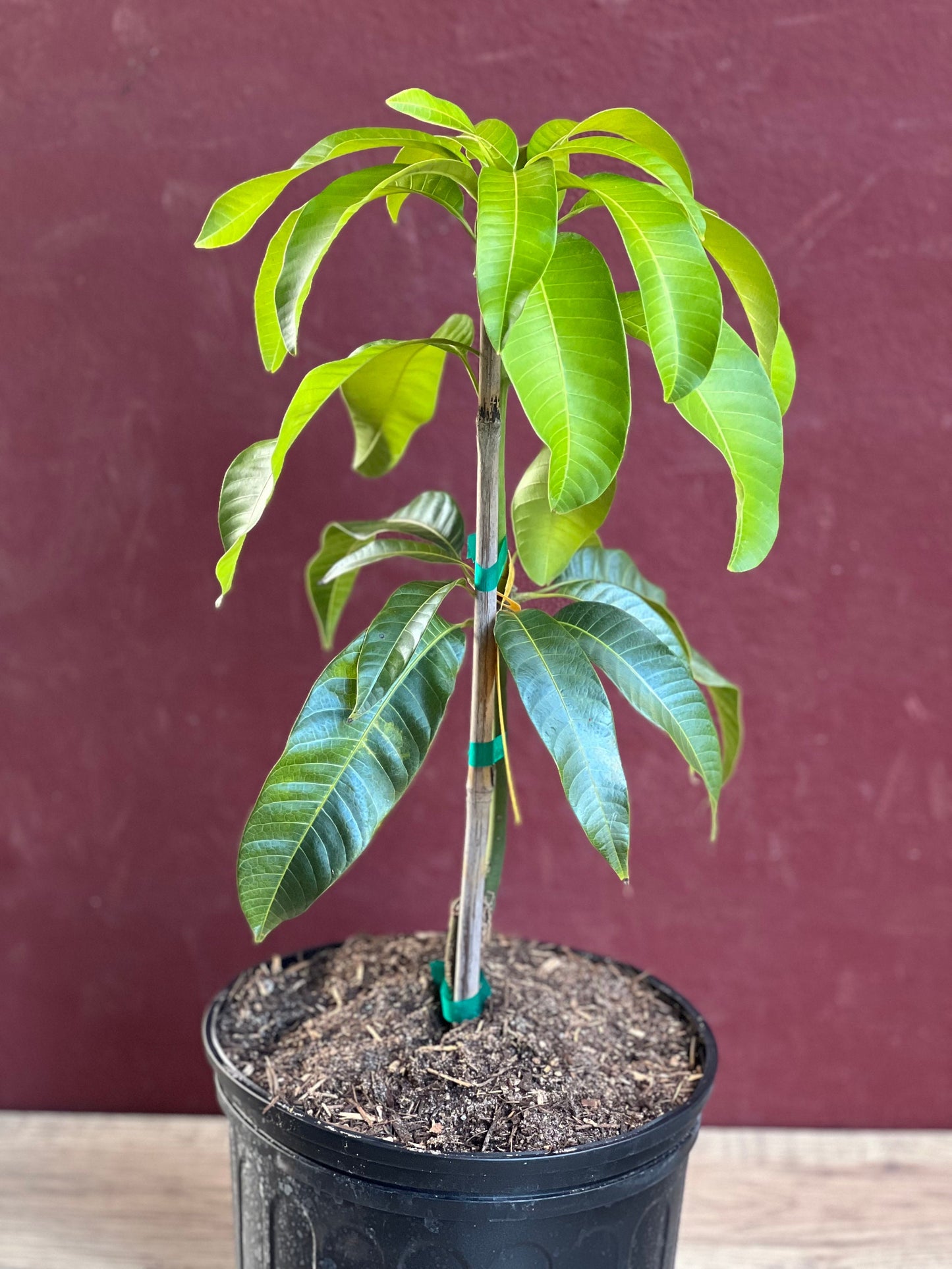 Karen Michelle Mango, grafted in 3 gallons pot, No Ship to CA and HI