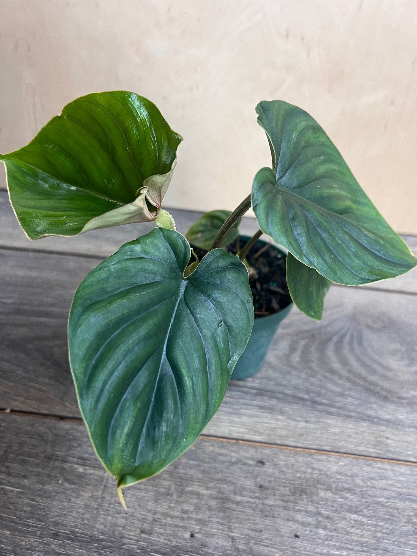 Philodendron Plowmanii in 4” Pot