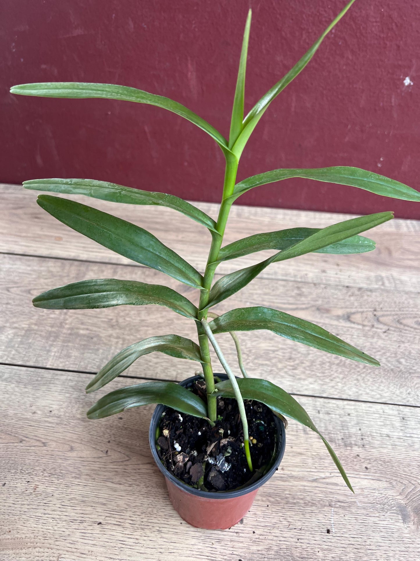 Scorpion orchid in 4" Pot, Arachnis, Aranda orchid