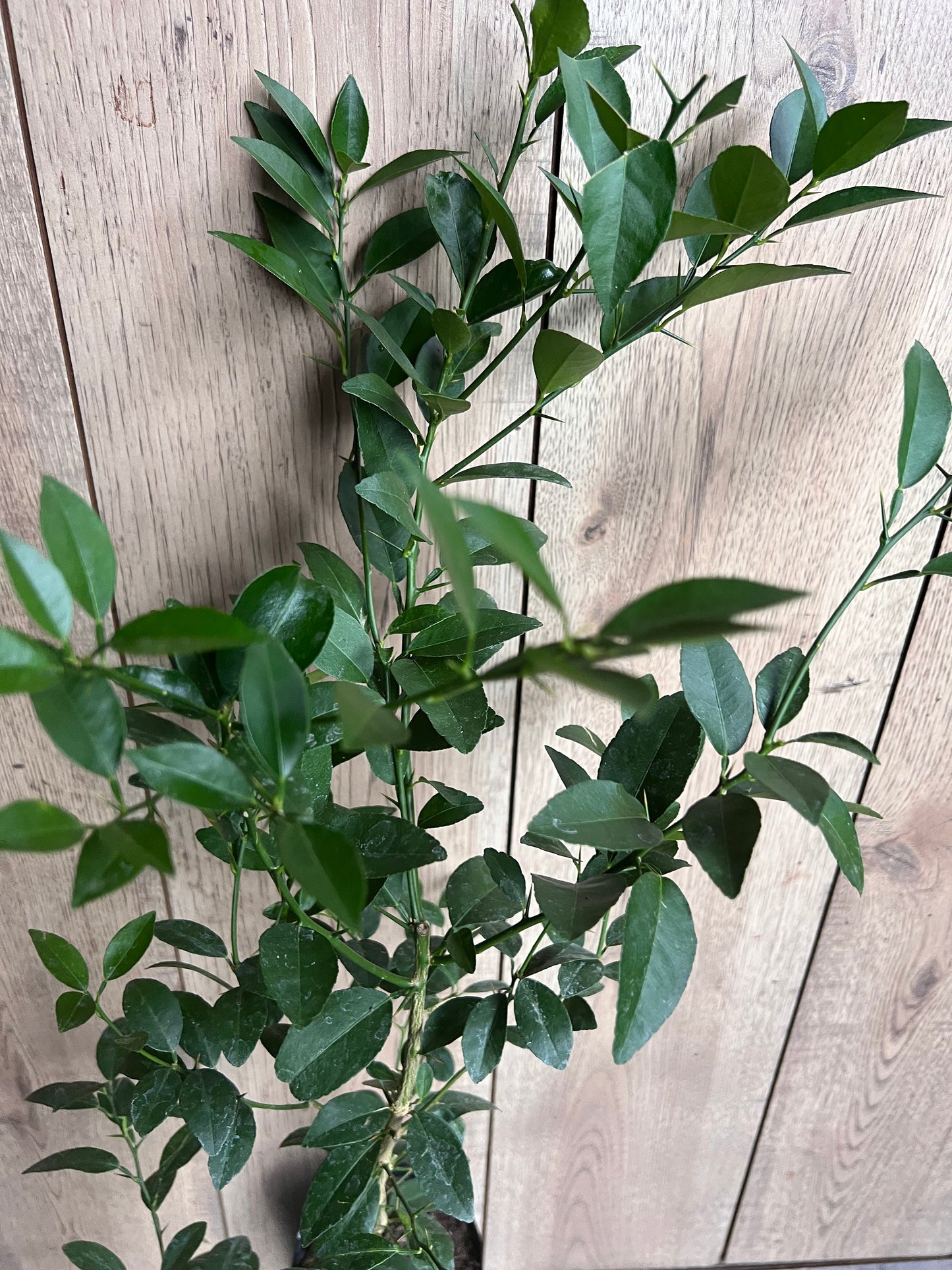 Key Lime Tree in half Gallon Pot, Grafted, Florida Shipping Only