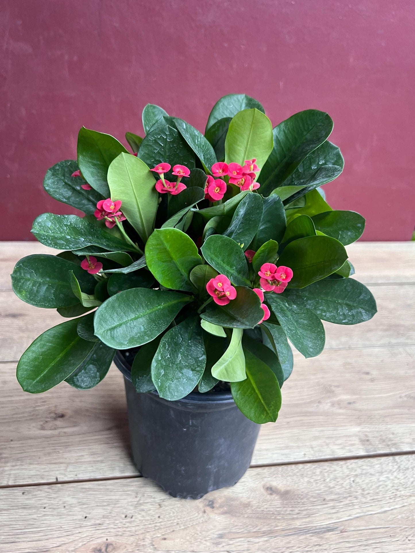 Crown of Thorns, Red in 6" Pot, Euphorbia milii