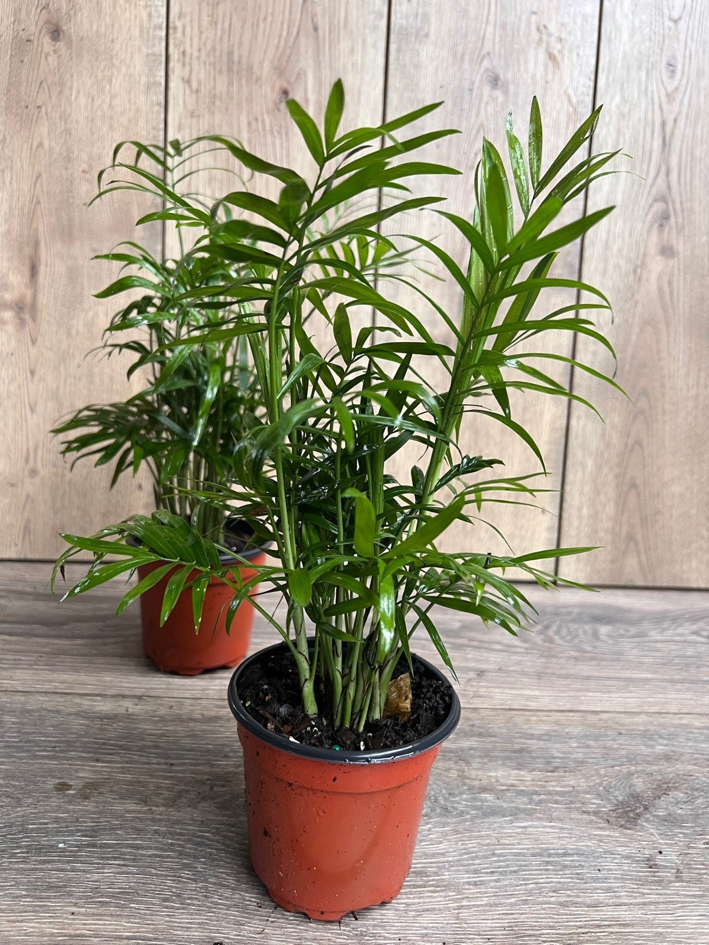 Neanthe Bella Palm in a 4" Pot, Parlor Palm - Chamaedorea Elegans