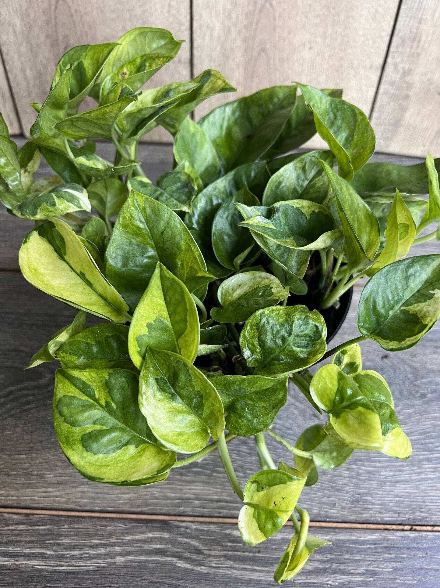Epipremnum Lemon Meringue in 6" Pot, Lemon Meringue Pothos