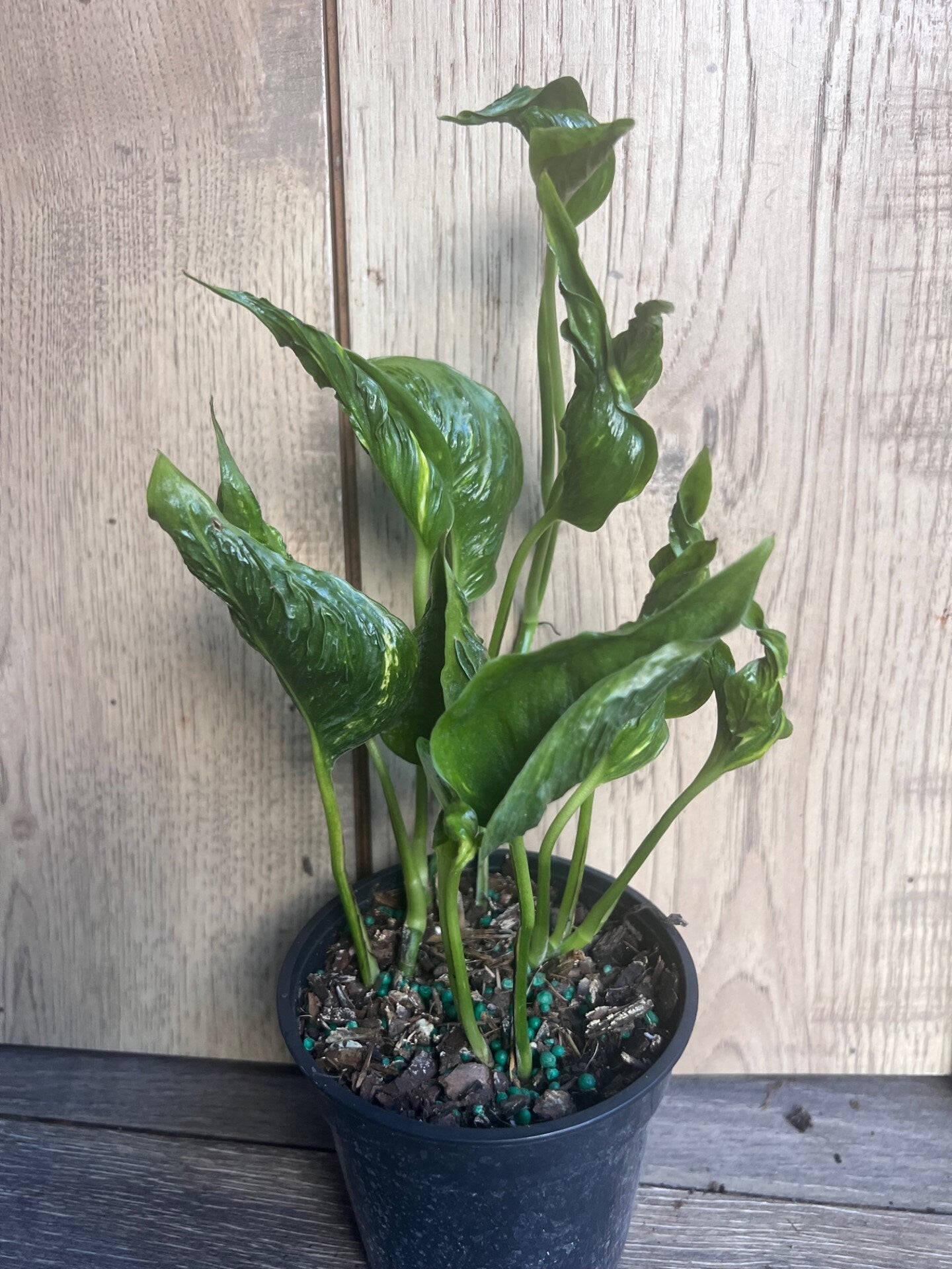 Epipremnum Aureum 'Shangri La' in 4 inches pot