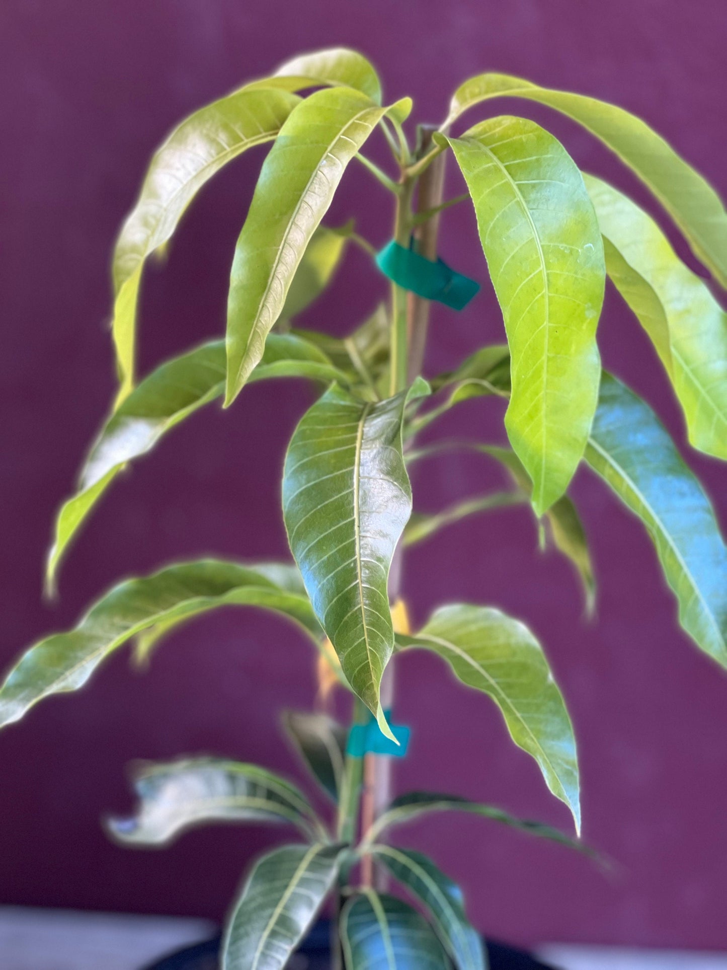 Triple Sec mango , grafted in 3 gallons pot. No Ship to CA and HI