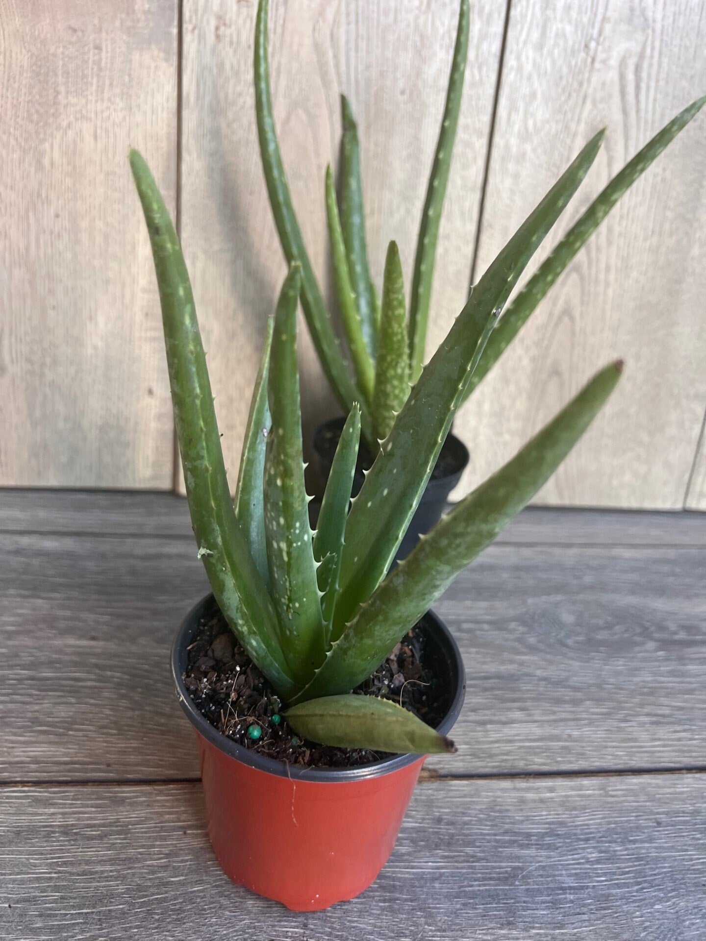 Aloe Vera Plant in 4" pot, house plant