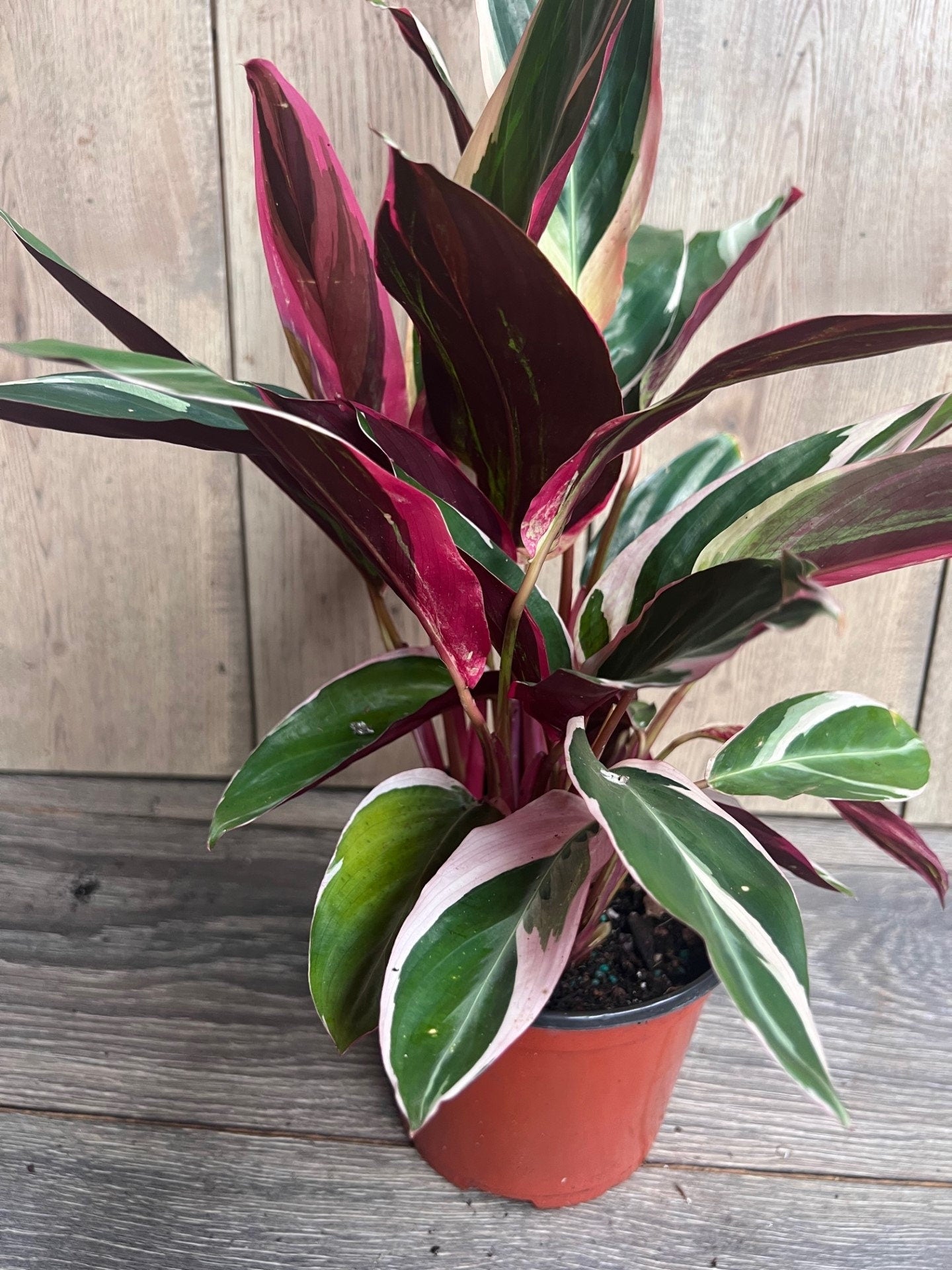 Calathea Stromanthe "TrioStar" Variegated in 6"pot, Prayer Plant