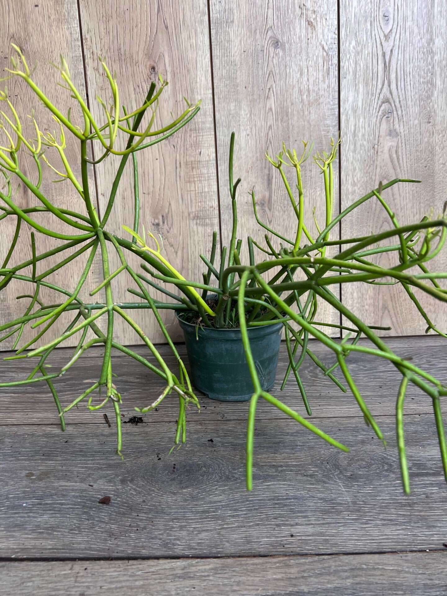 Euphorbia tirucalli, Pencil Cactus in 6" Pot