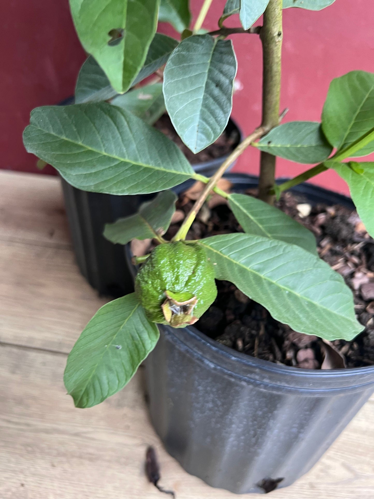 Thai Guava, in 10" Pot, Jambu Batu, Psidium guajava, Ferang, White Guava tree, No Ship to CA and HI