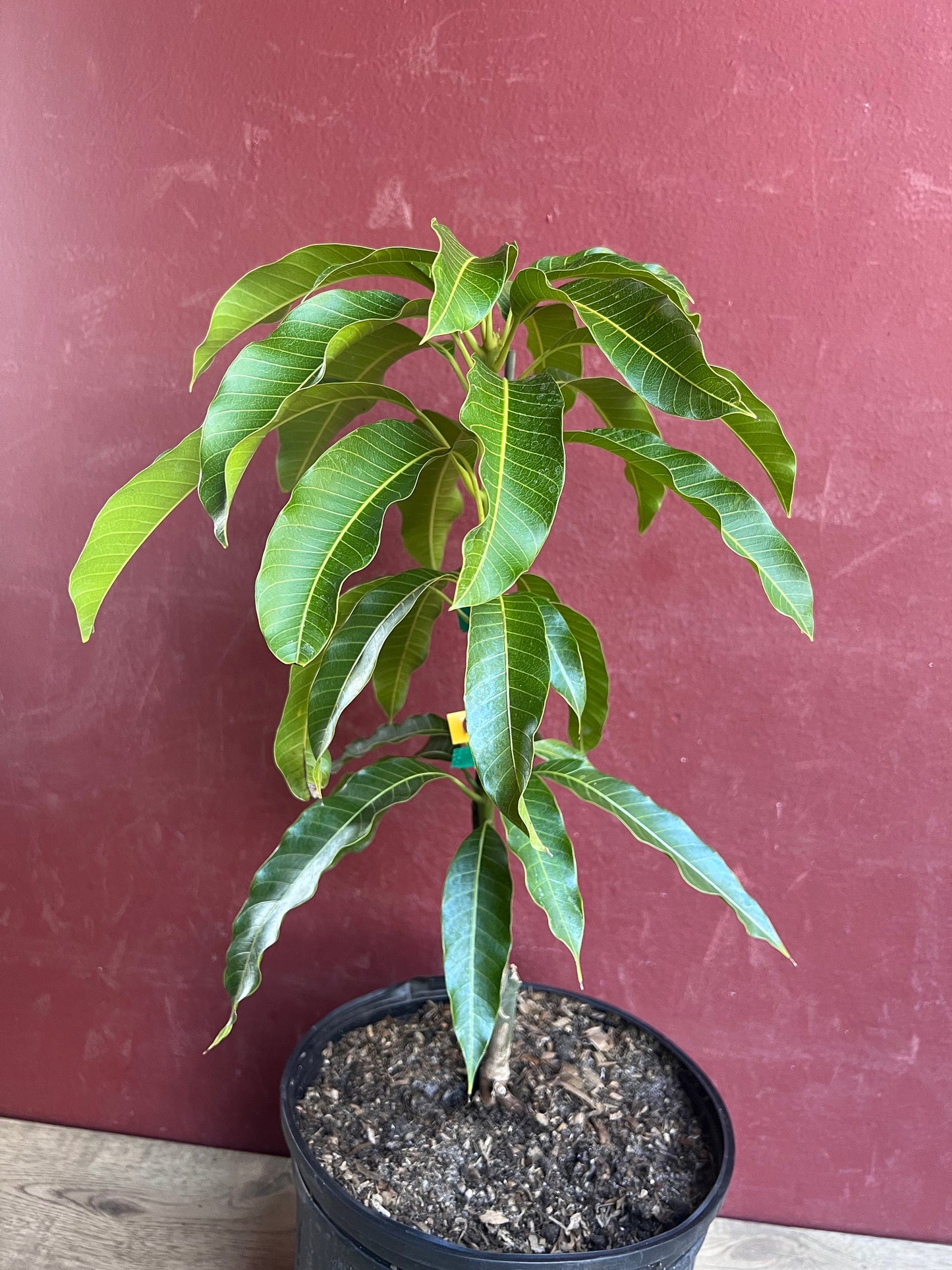 Kesar Mango Tree, grafted in 3 gallons pot, Gujarat Mango, No Ship to CA and HI
