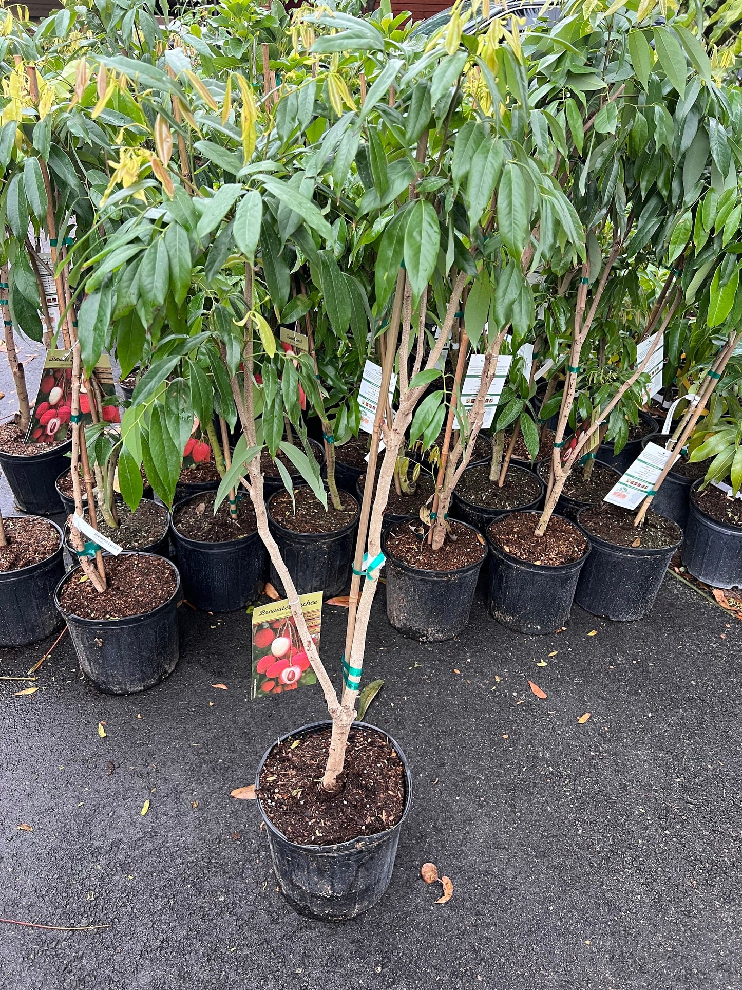 Brewster Lychee in 10" Pot, 3 to 4 Ft tall, grafted,No Ship to HI