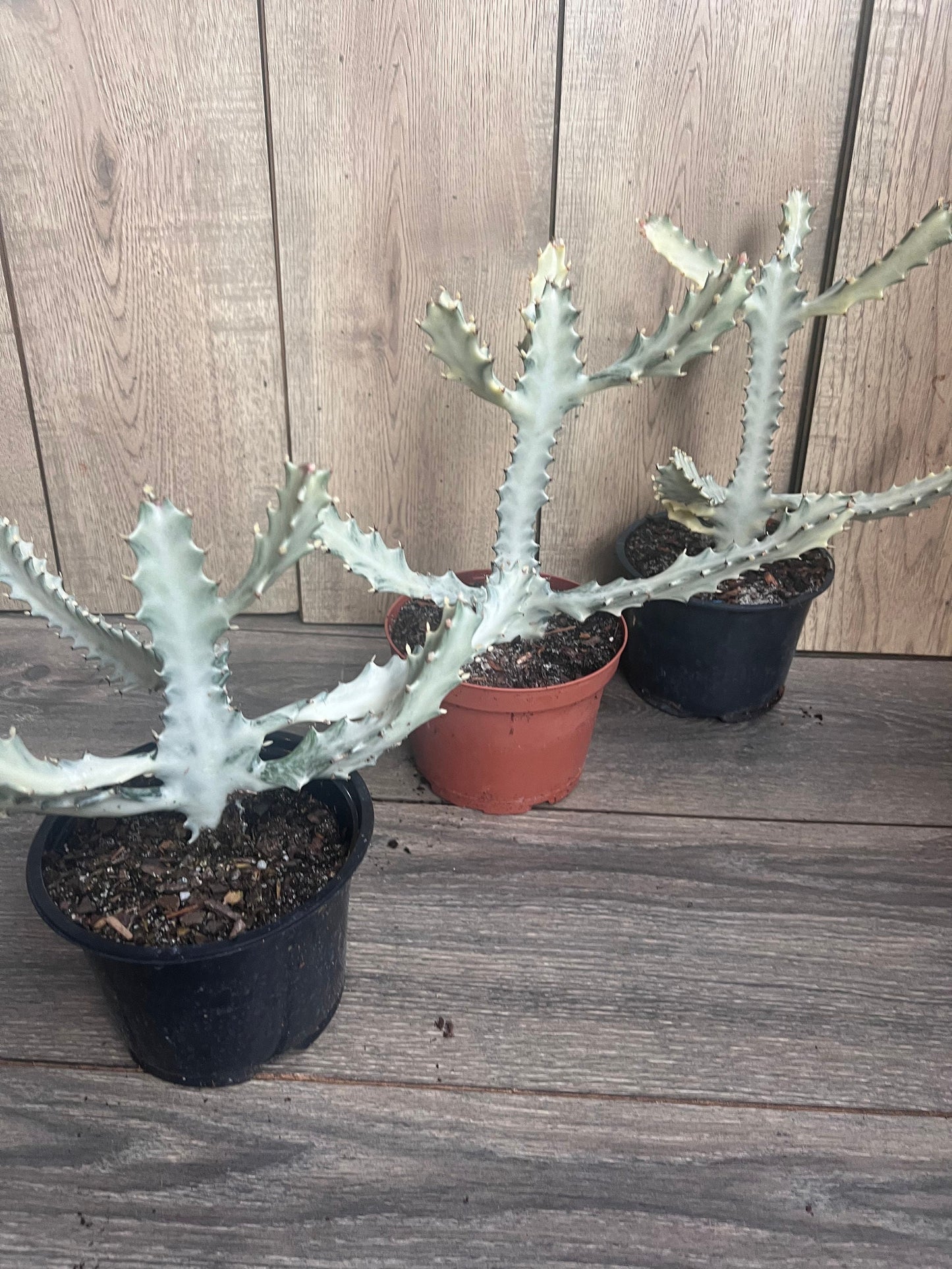 Ghost cactus | White variegated euphorbia lactea | Rare Cactus in 6"
