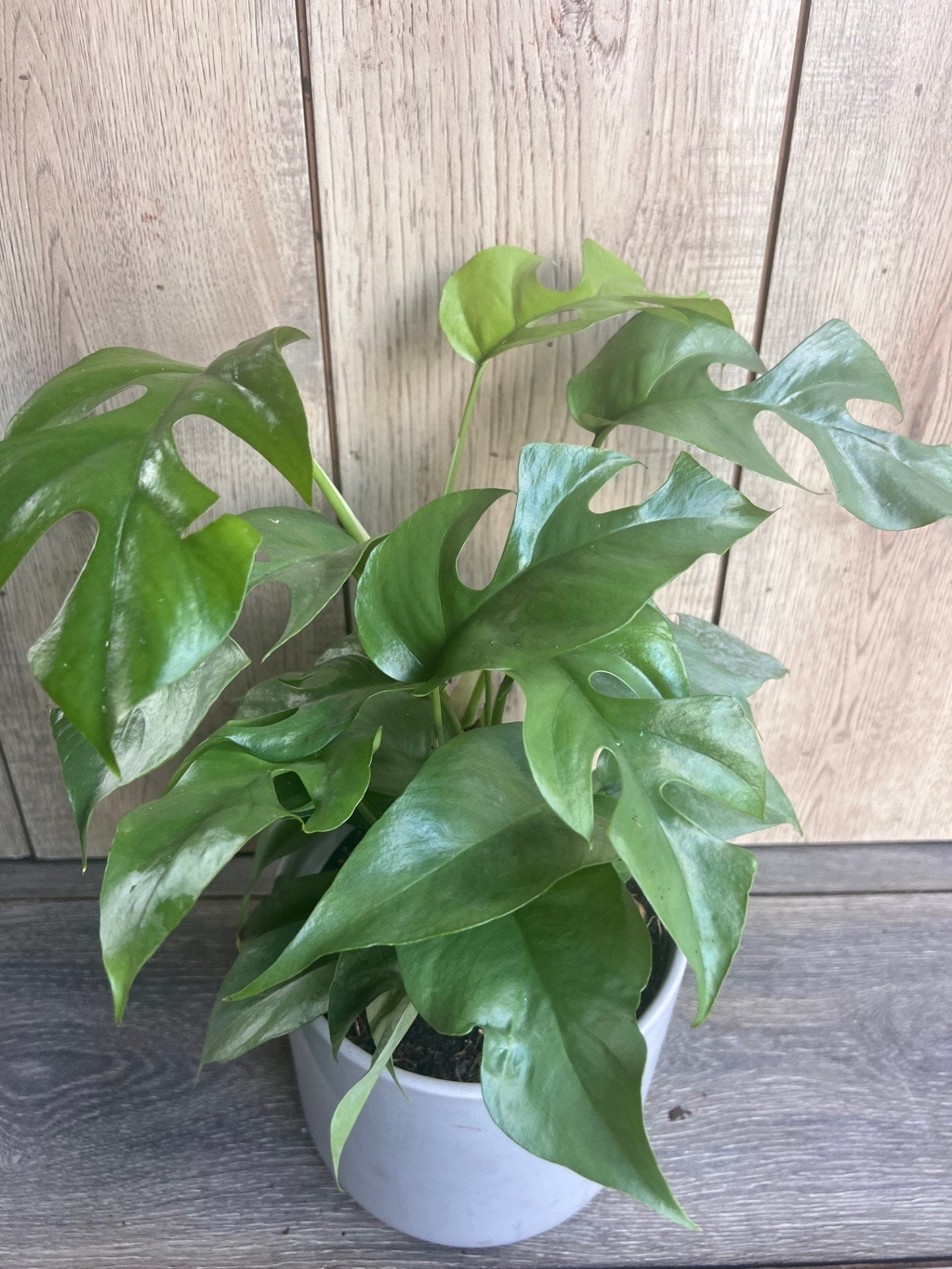 Rhaphidophora tetrasperma, Monstera Minima in 6" Pot