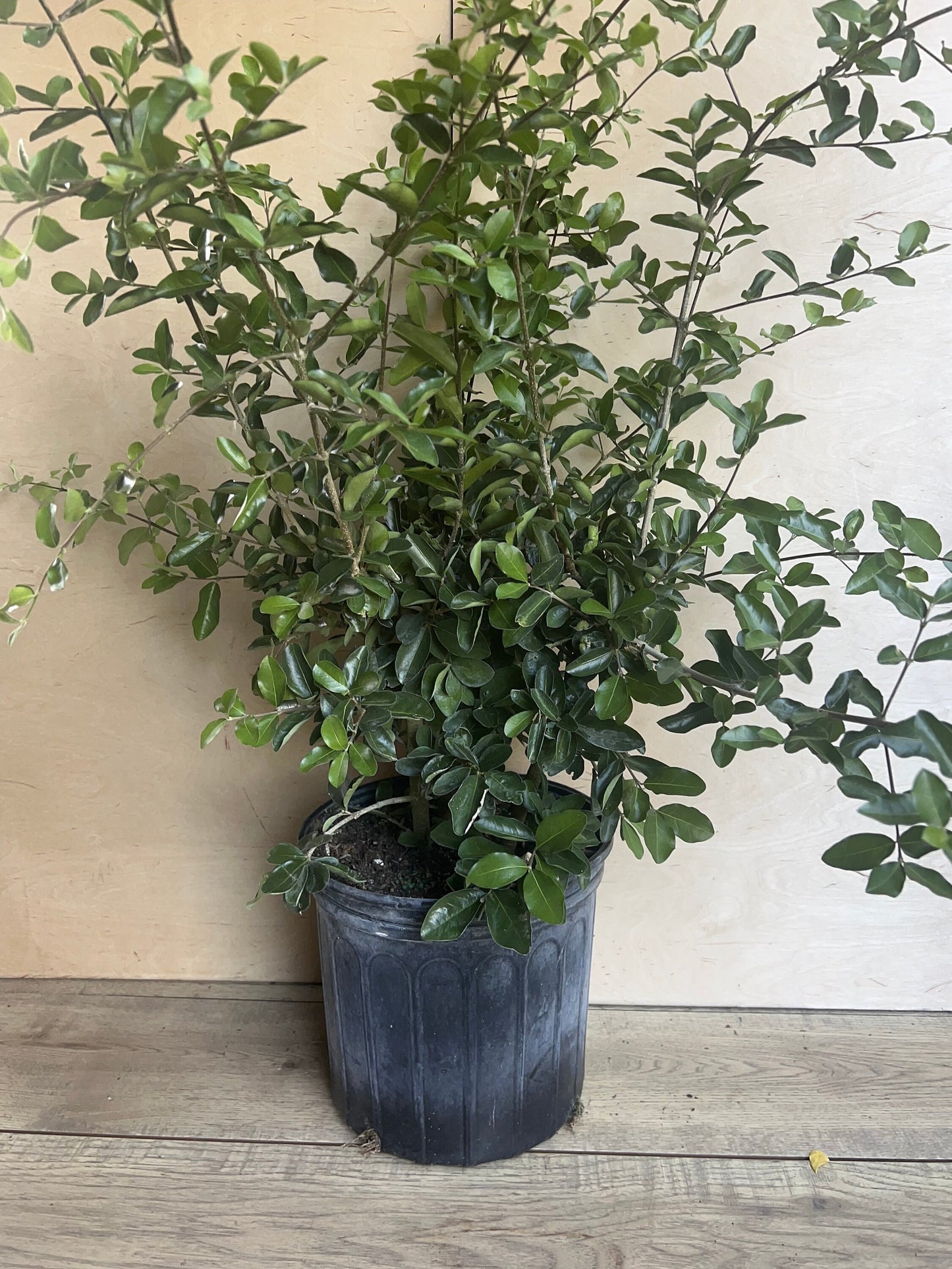 Acerola Cherry, Barbados Cherry Plant in 10" Pot, No Ship to CA and HI