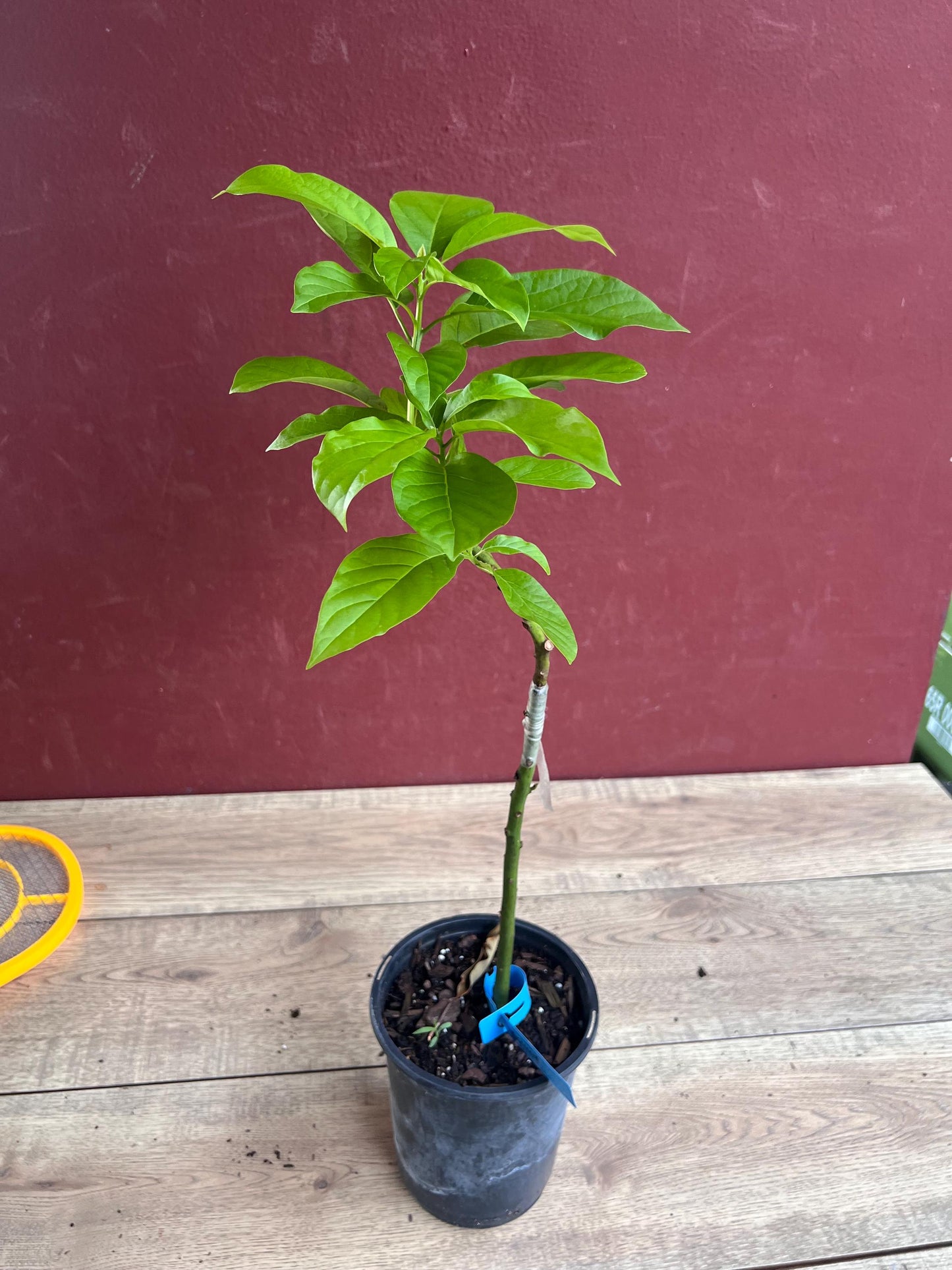 Donnie Avocado Tree , Grafted in 6" Pot