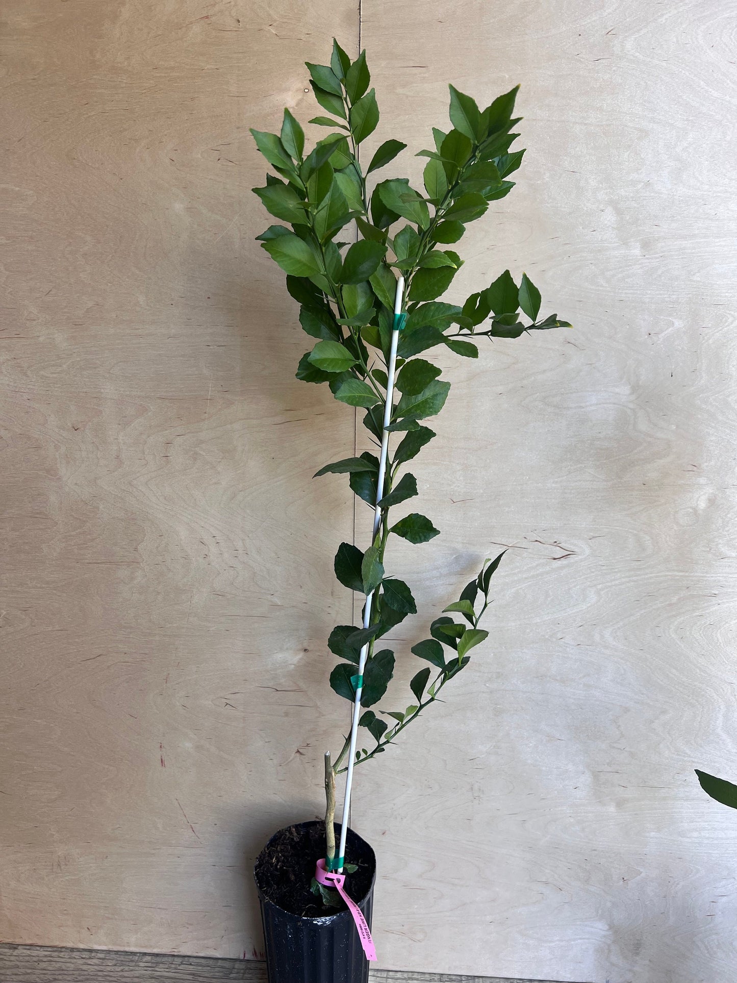 Red Finger Lime Tree , 1/2 Gallon Pot , UF KB -8, Microcitrus australasica in 1/2 Gal Pot,air layered, Florida Shipping Only
