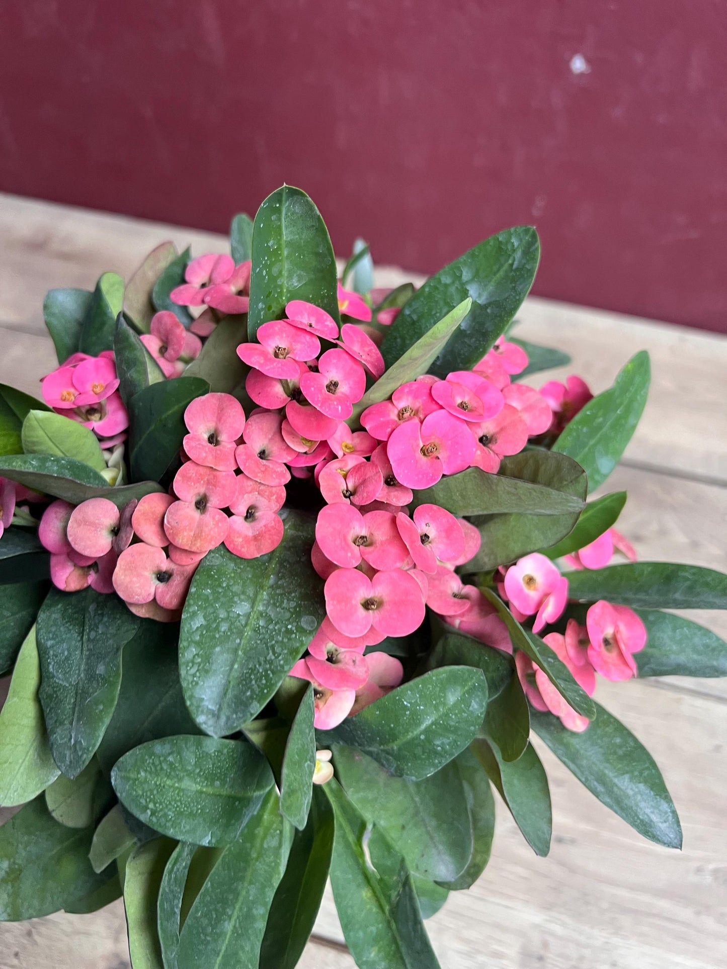 Crown of Thorns, Pink in 6" Pot, Euphorbia milii