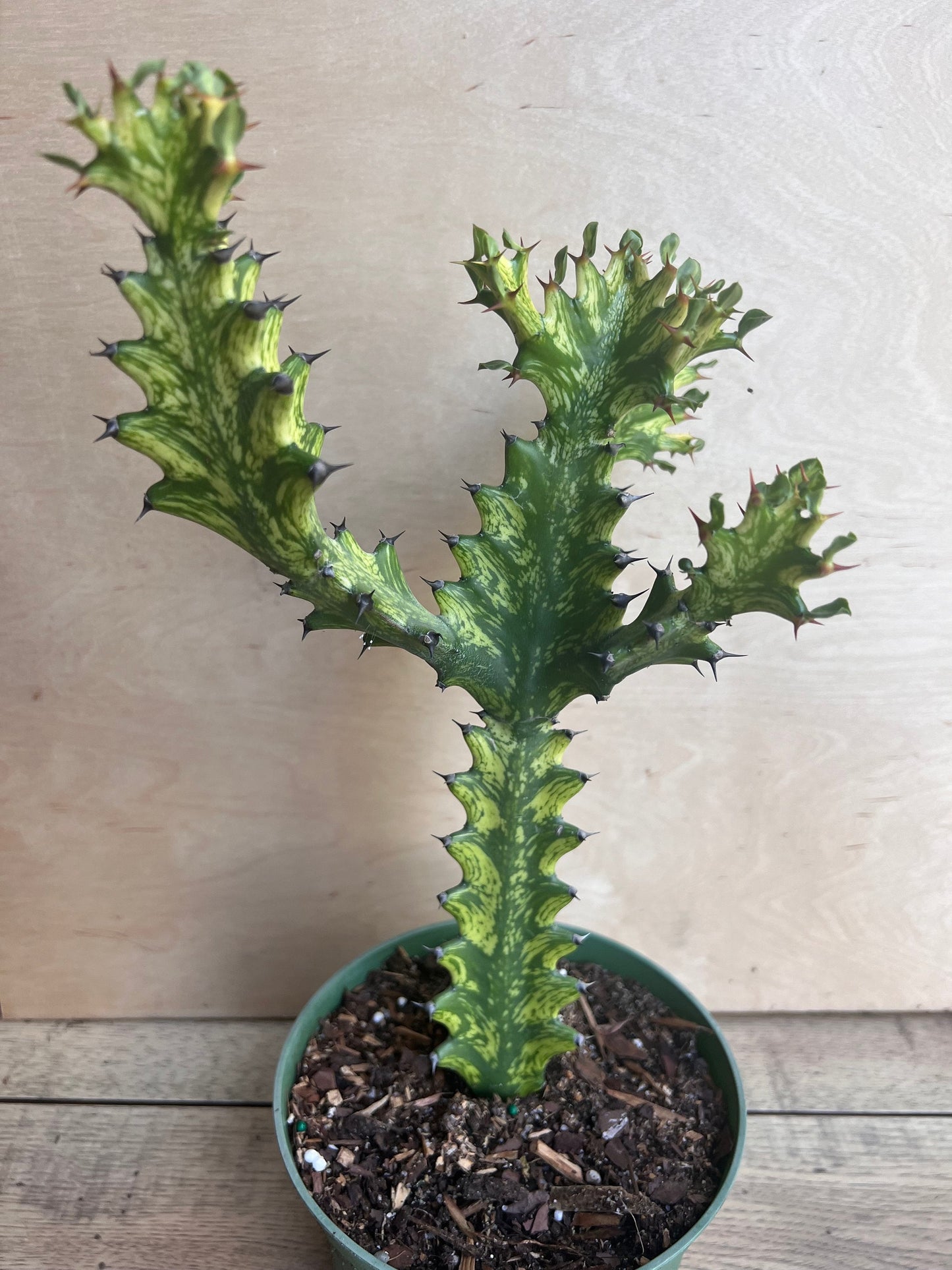 Euphorbia Lactea Variegated, Dragon Bone in 6" Pot, rare, cactus , succulent, Lacei variegata