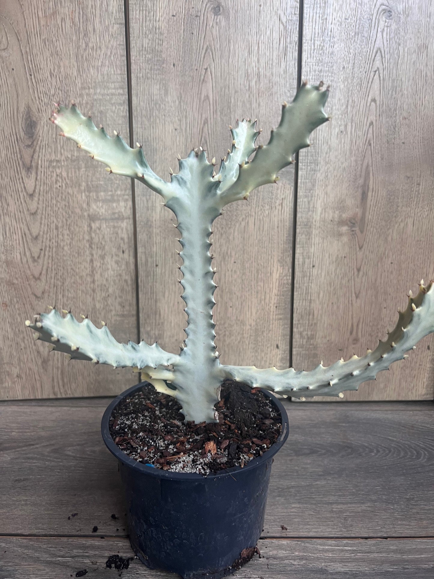 Ghost cactus | White variegated euphorbia lactea | Rare Cactus in 6"