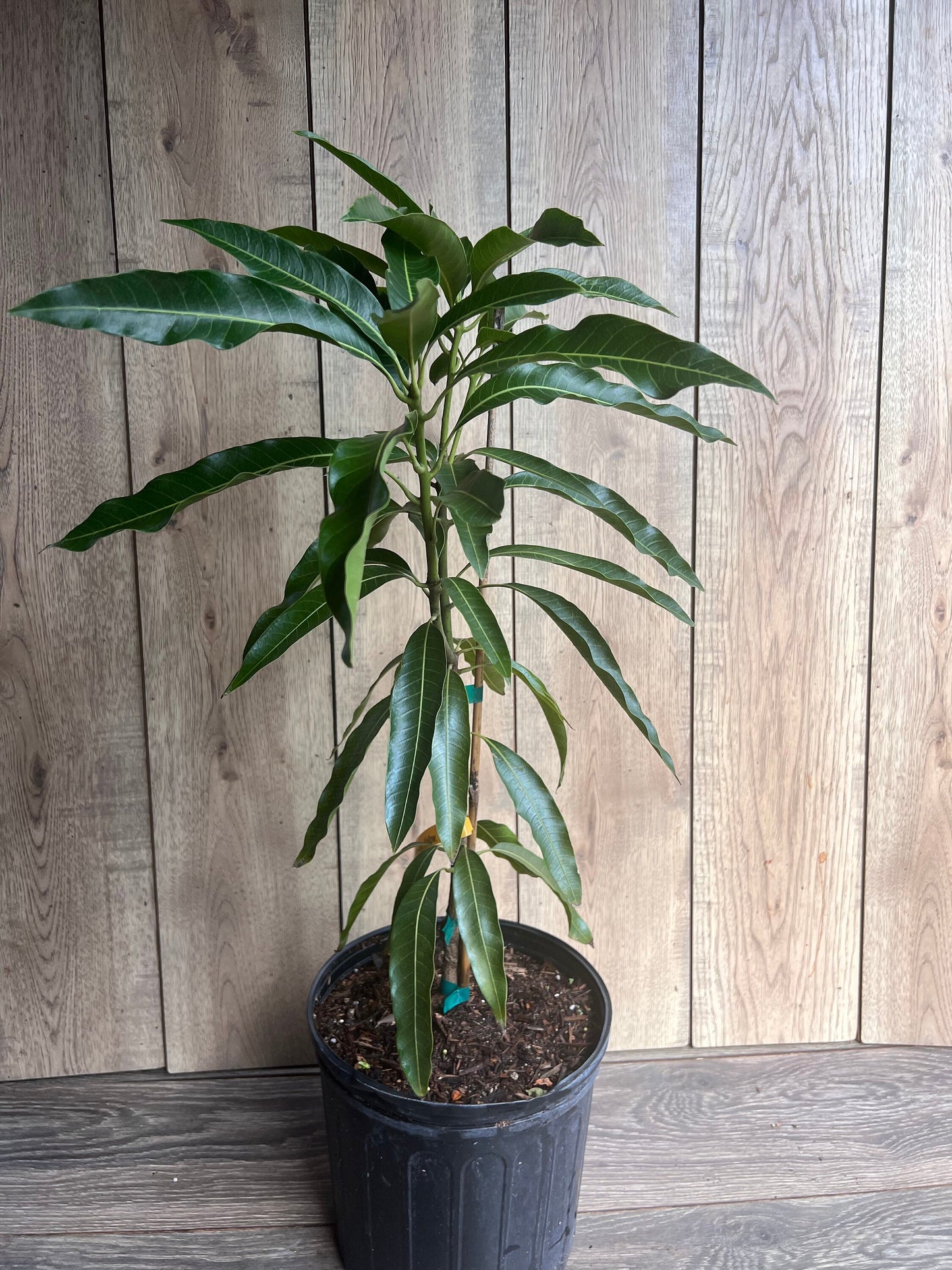Mallika Mango Tree. grafted in 3 gallons pot, No Ship to CA and HI