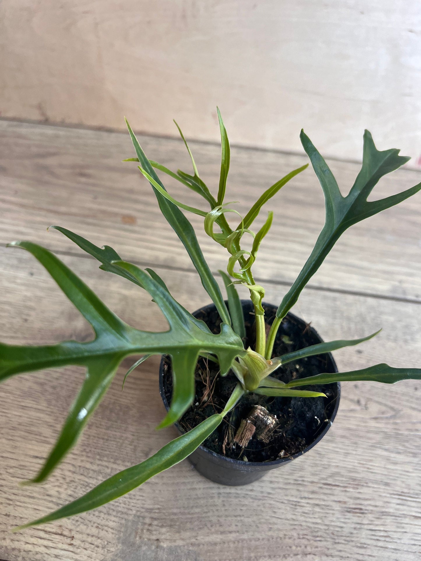 Philodendron Tortum in 4" Pot