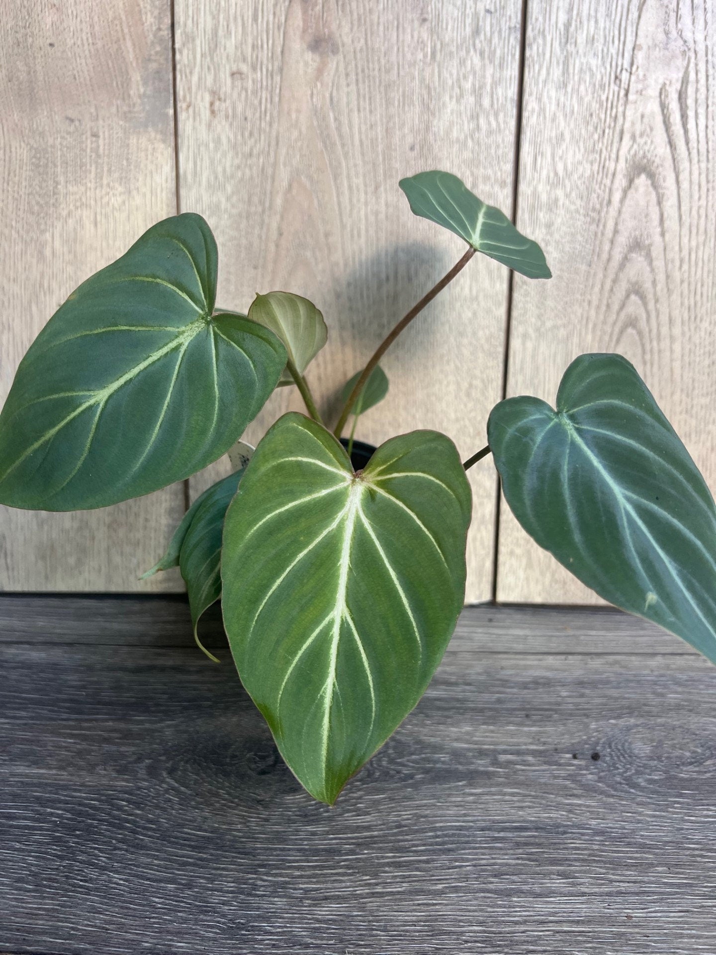 Philodendron gloriosum in 4" pot,