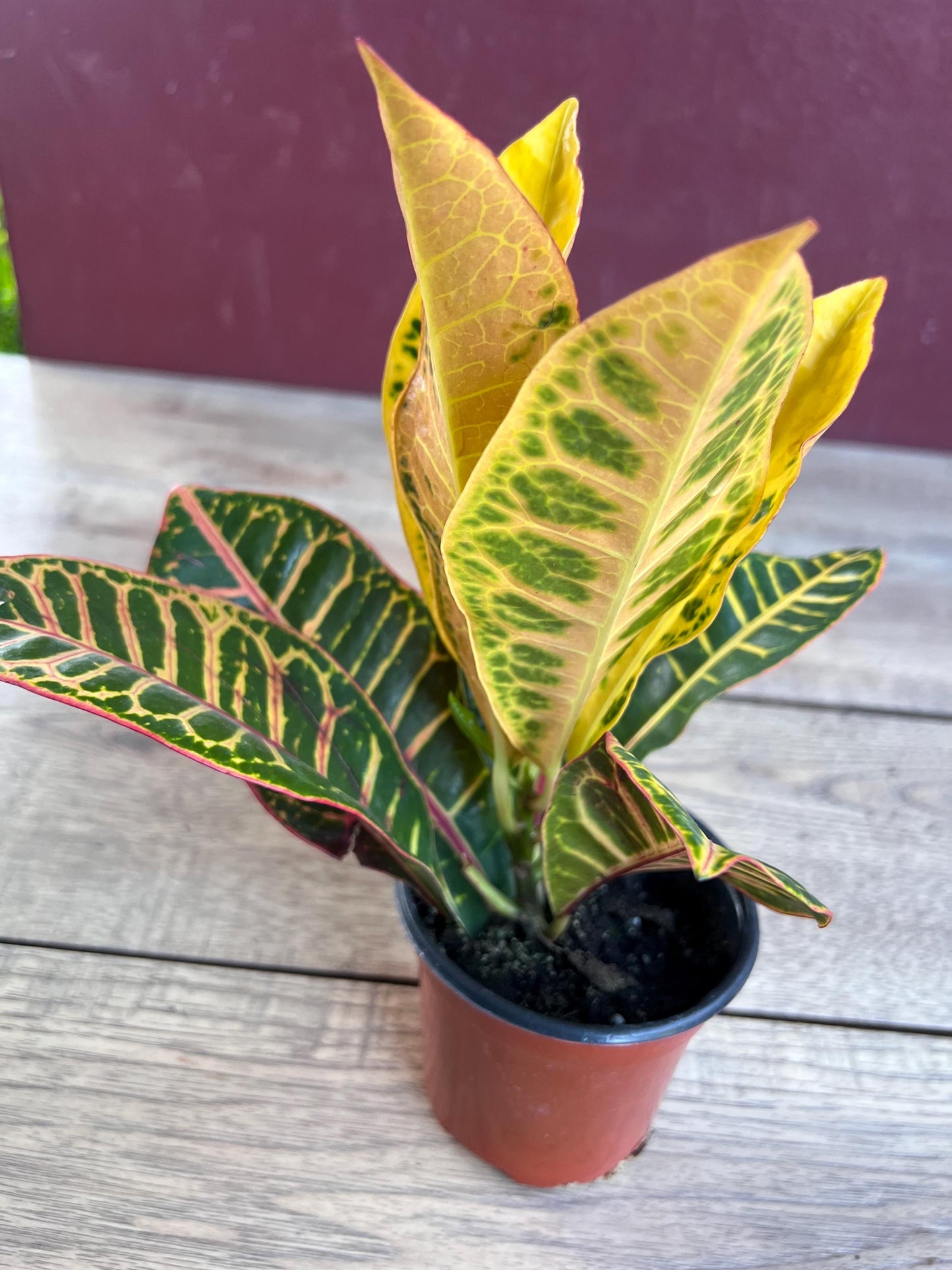 Croton Petra in 4" Pot, house plant, indoor, outdoor
