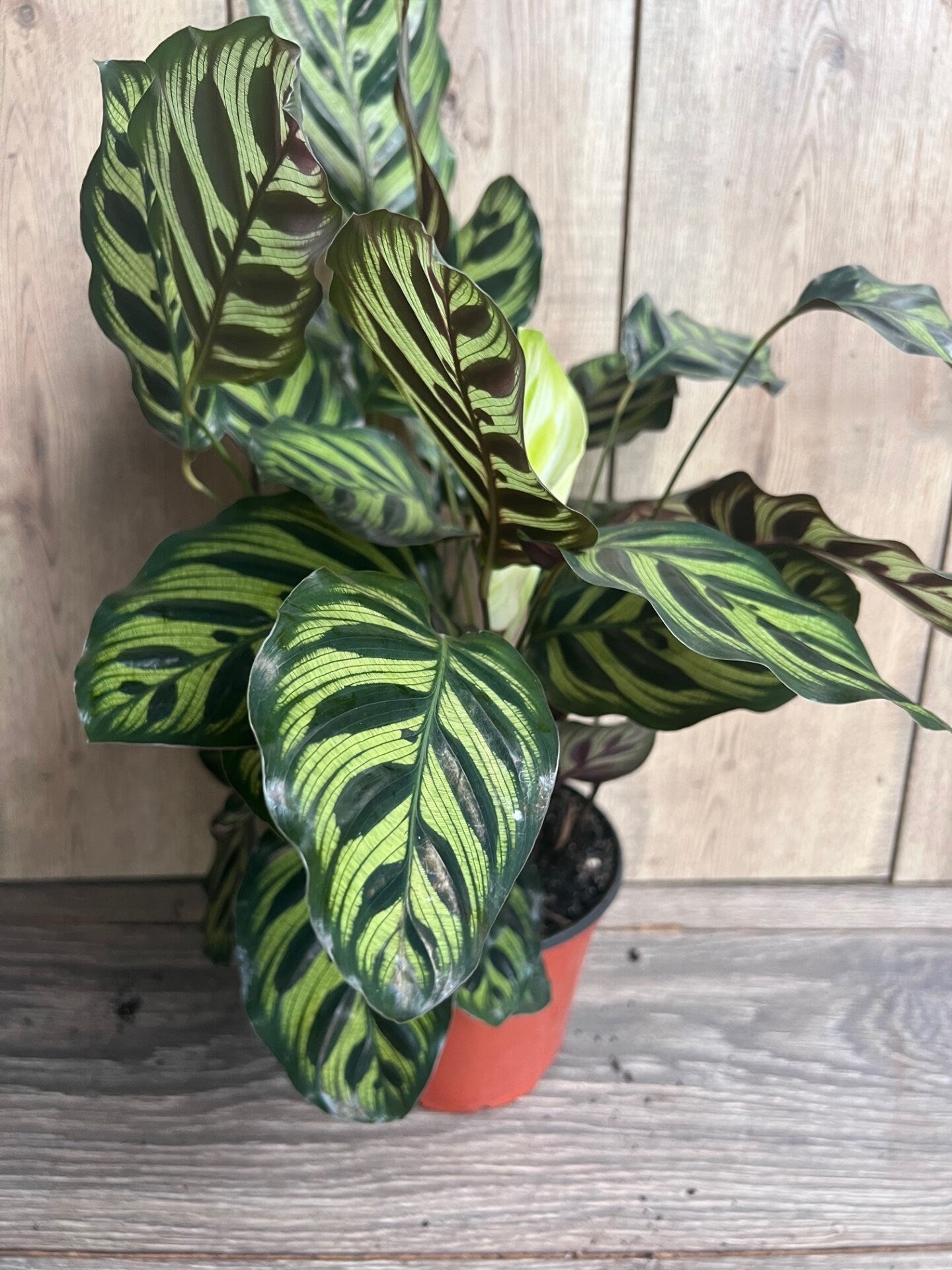 Calathea makoyana, Peacock Plant, in 6" inches pot, prayer plant