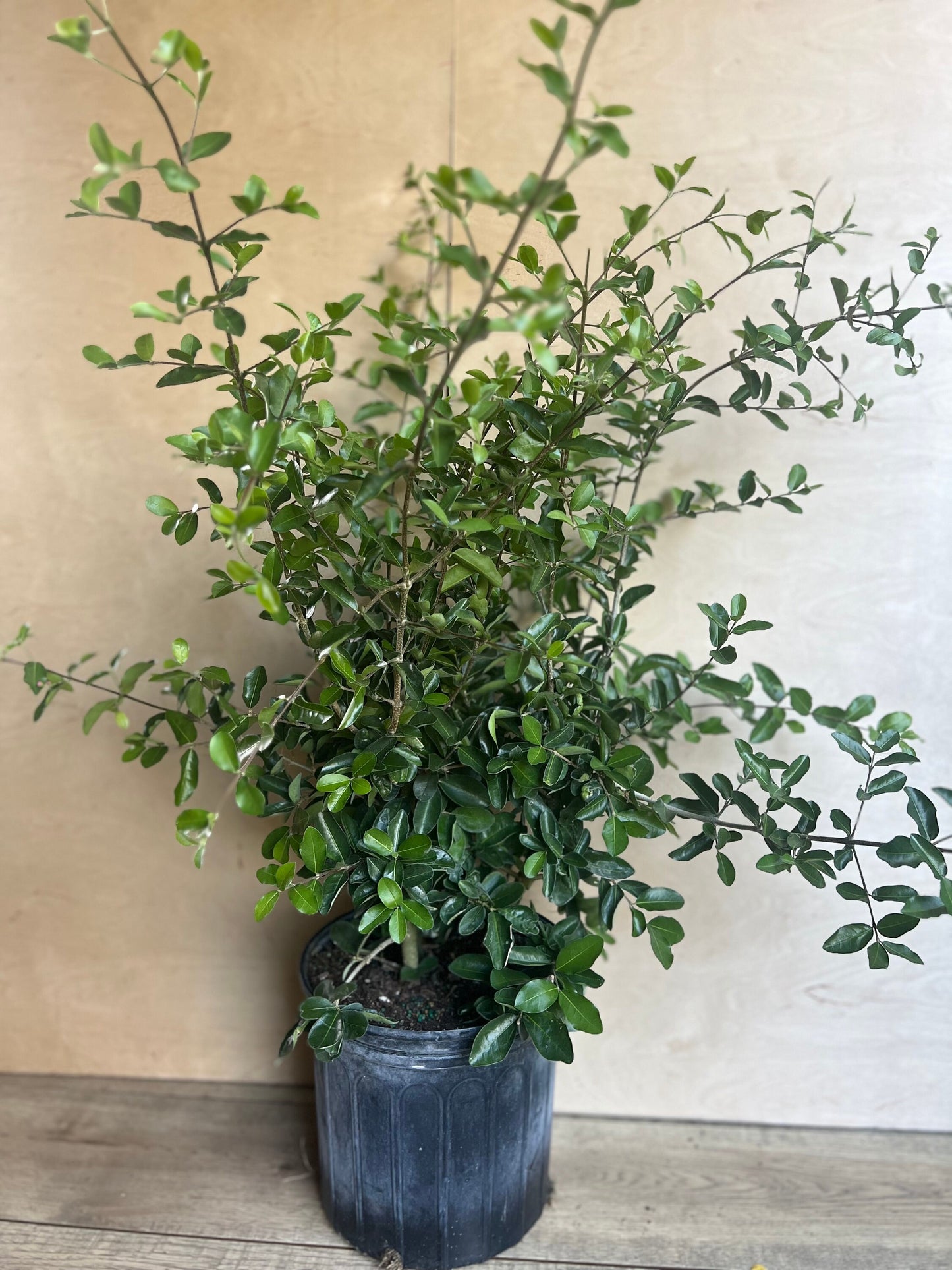 Acerola Cherry, Barbados Cherry Plant in 10" Pot, No Ship to CA and HI
