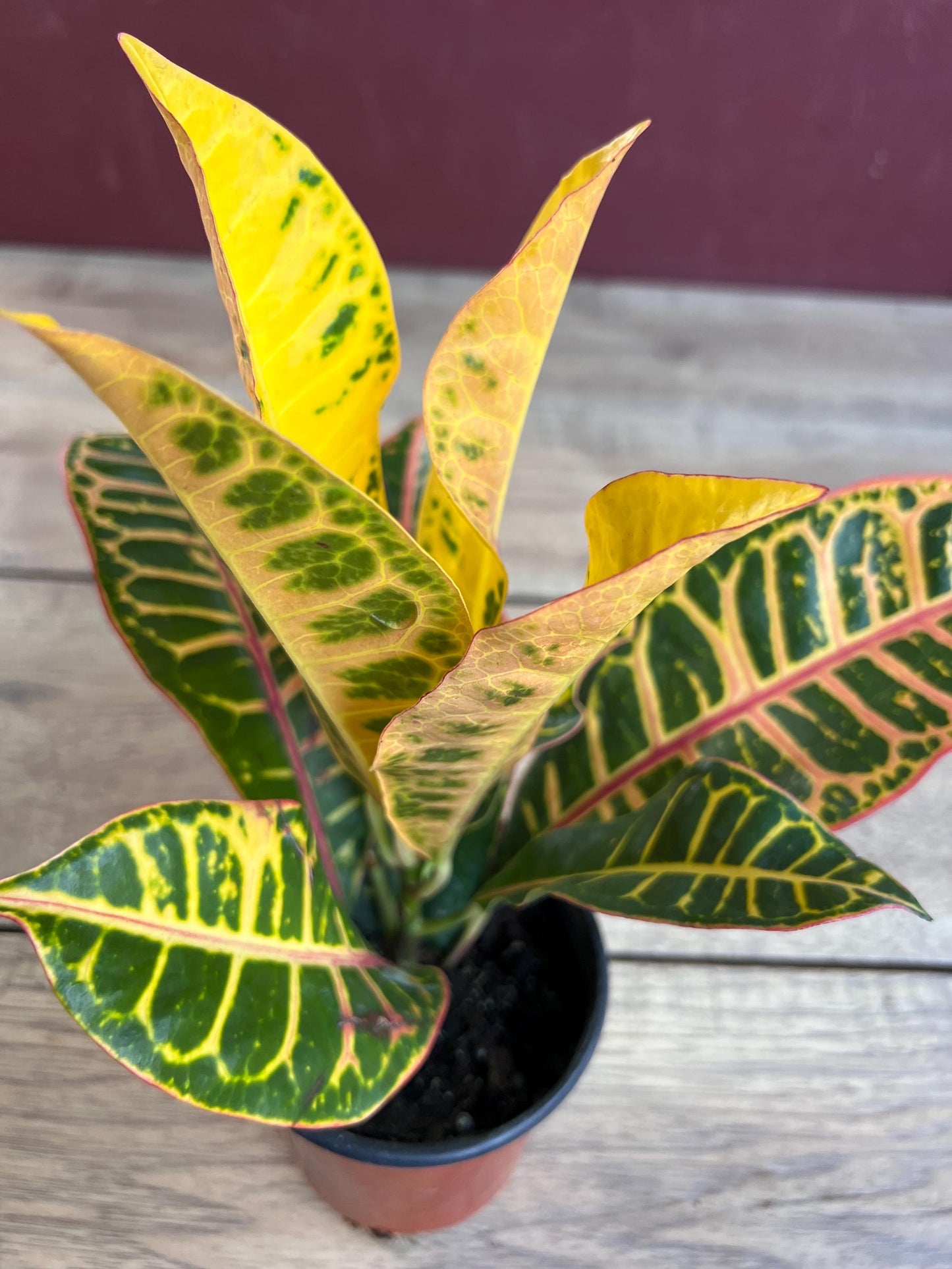 Croton Petra in 4" Pot, house plant, indoor, outdoor