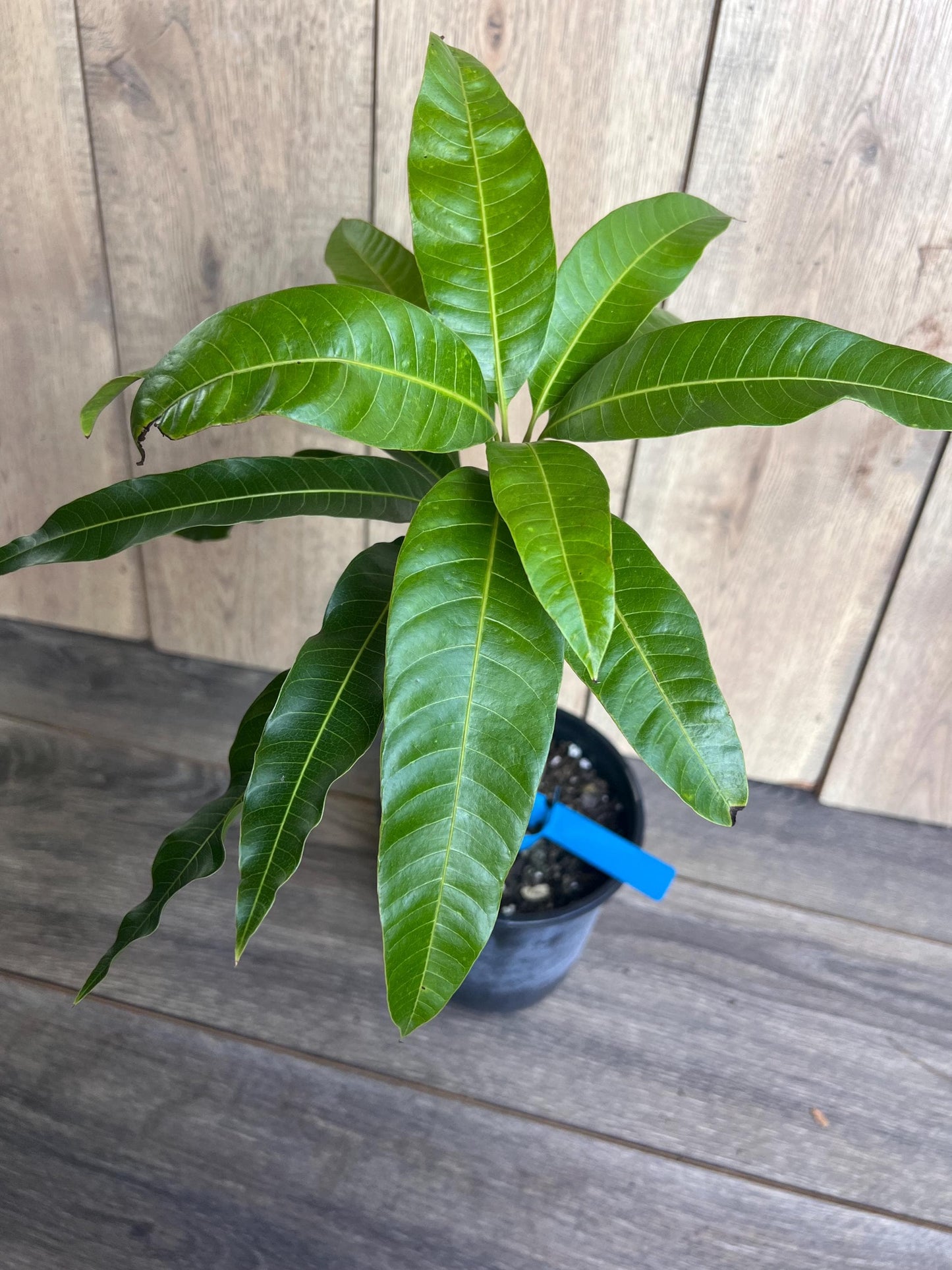 Grafted Manila Mango in 1/2 Gallon Pot