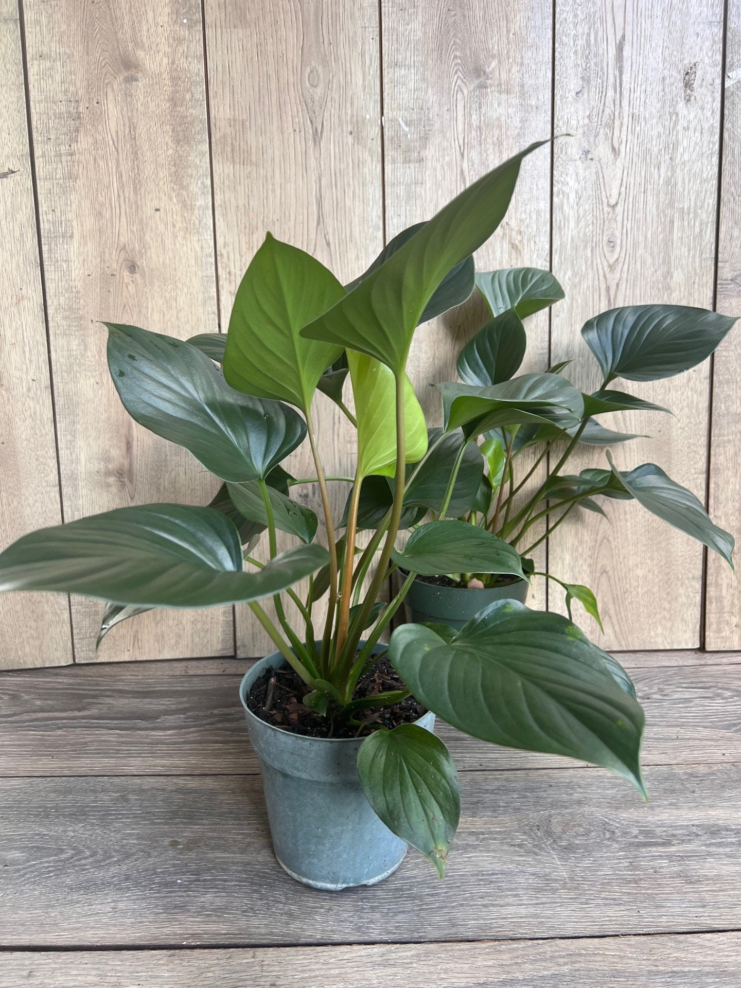 Homalomena Emerald Gem, in 6" iches pot, Hamalomena