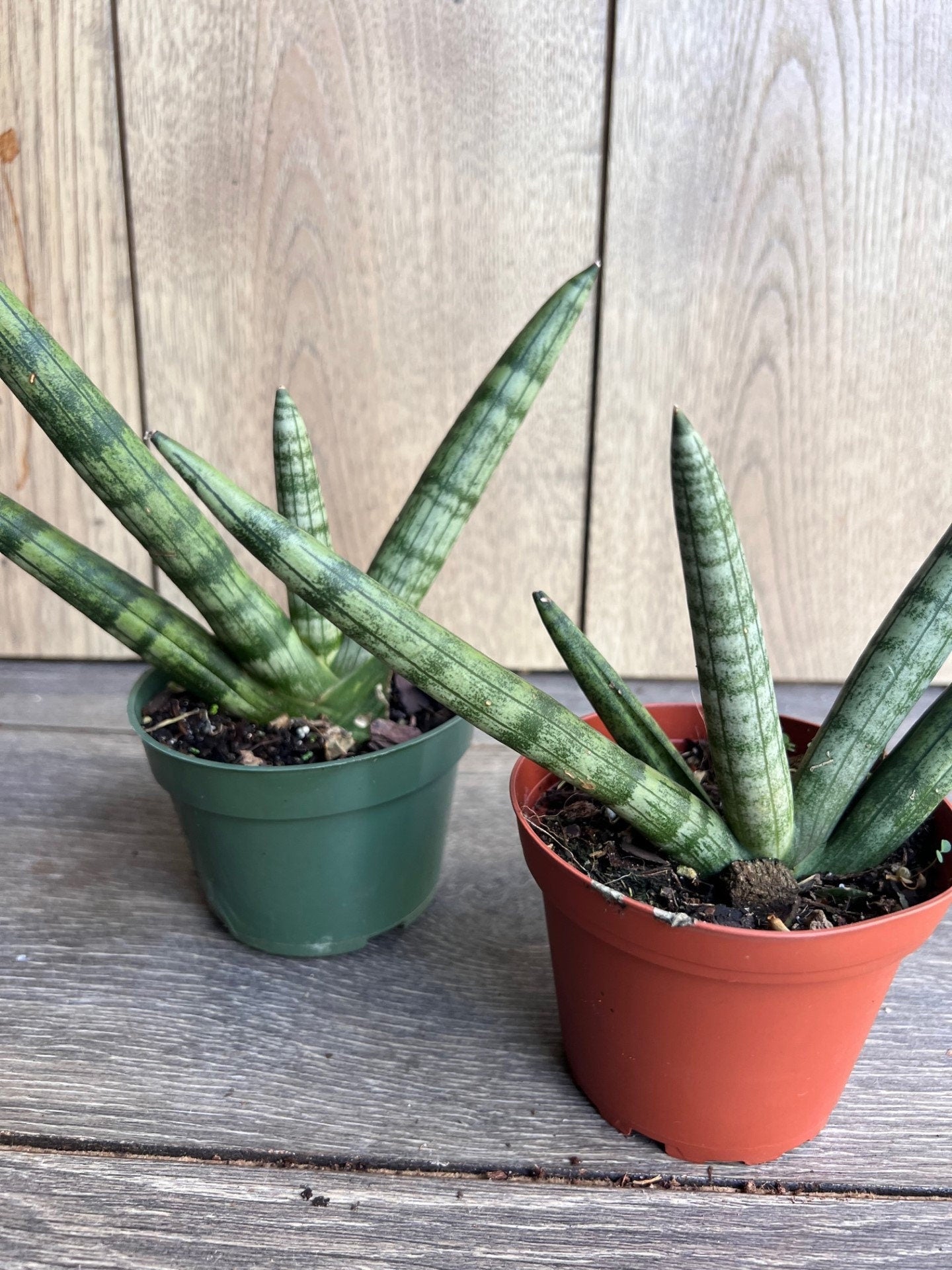 Sansevieria Starfish in 4" pot, Bonzel