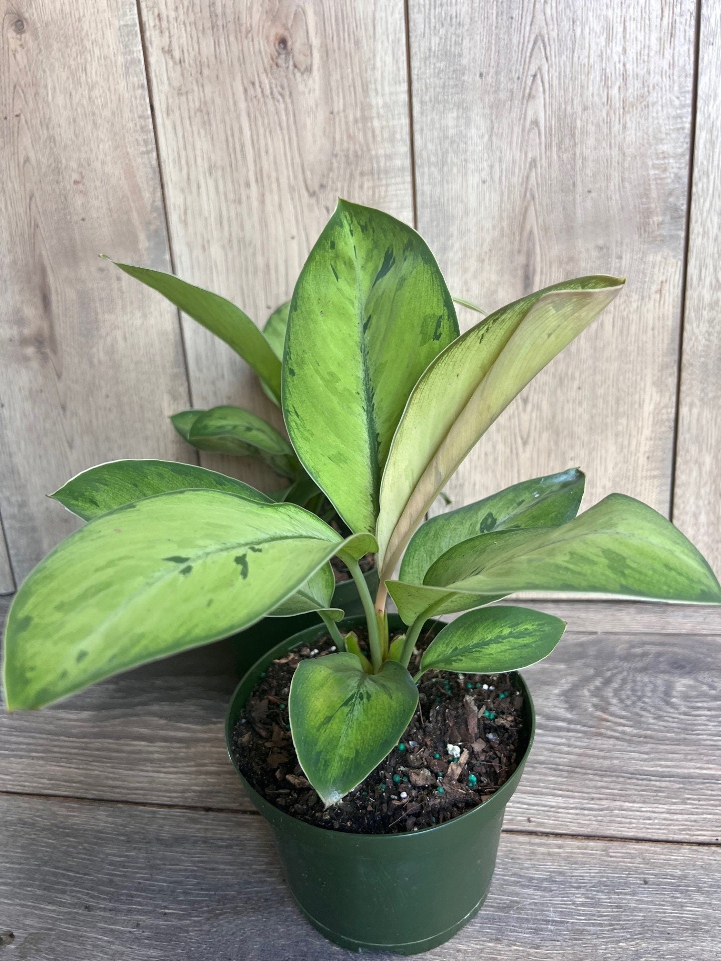 Homalomena Shelby, homalomena in 6" Pot