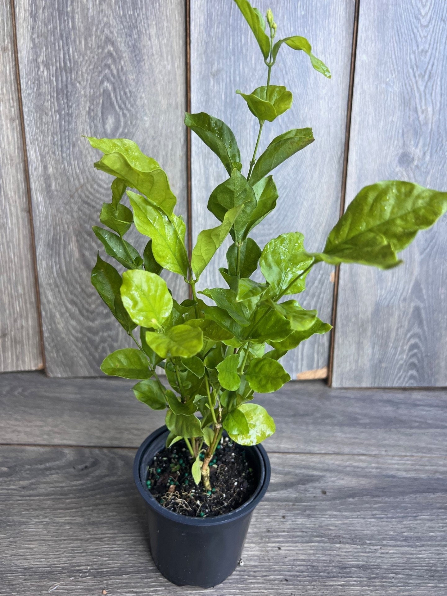 Jasmine Belle of India in 4" Pot Pot, Fragrance, Flowers and Brilliant Green Leaves