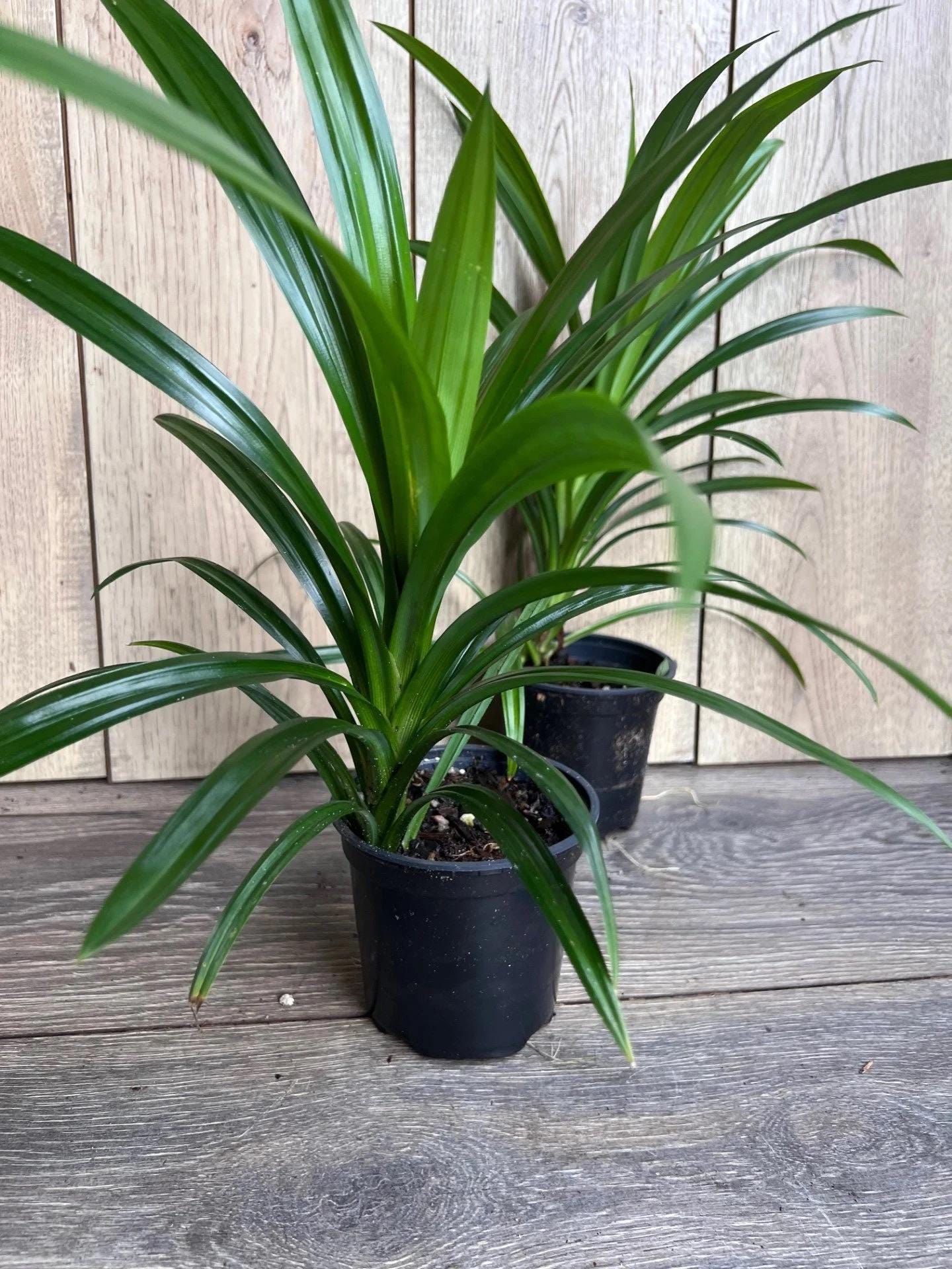 Pandan Plant, pandanus, pandan in 4" pot