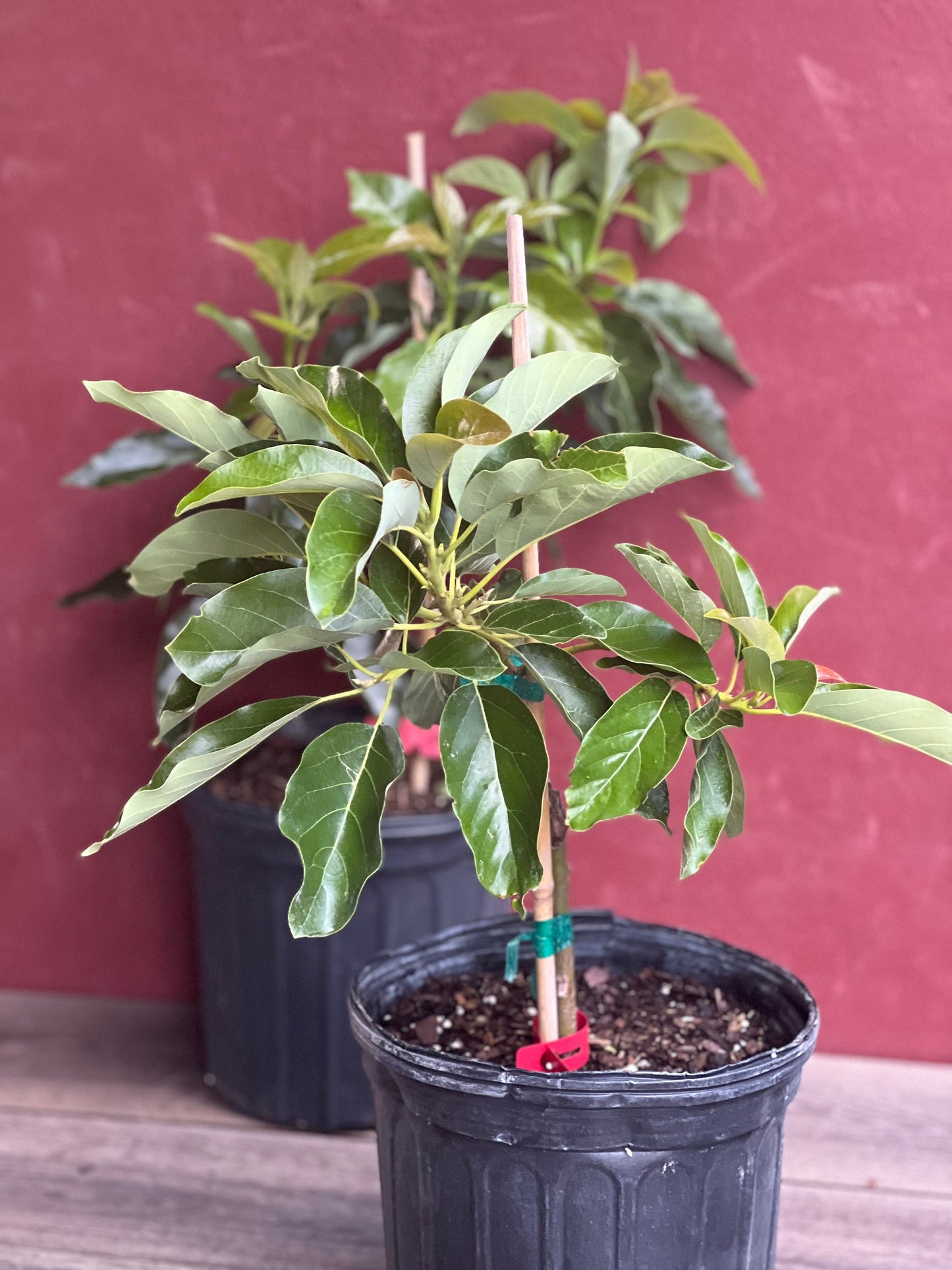 Black Princess avocado Tree , “Cold Hardy” Grafted in 3 Gallon Pot, No Ship to HI
