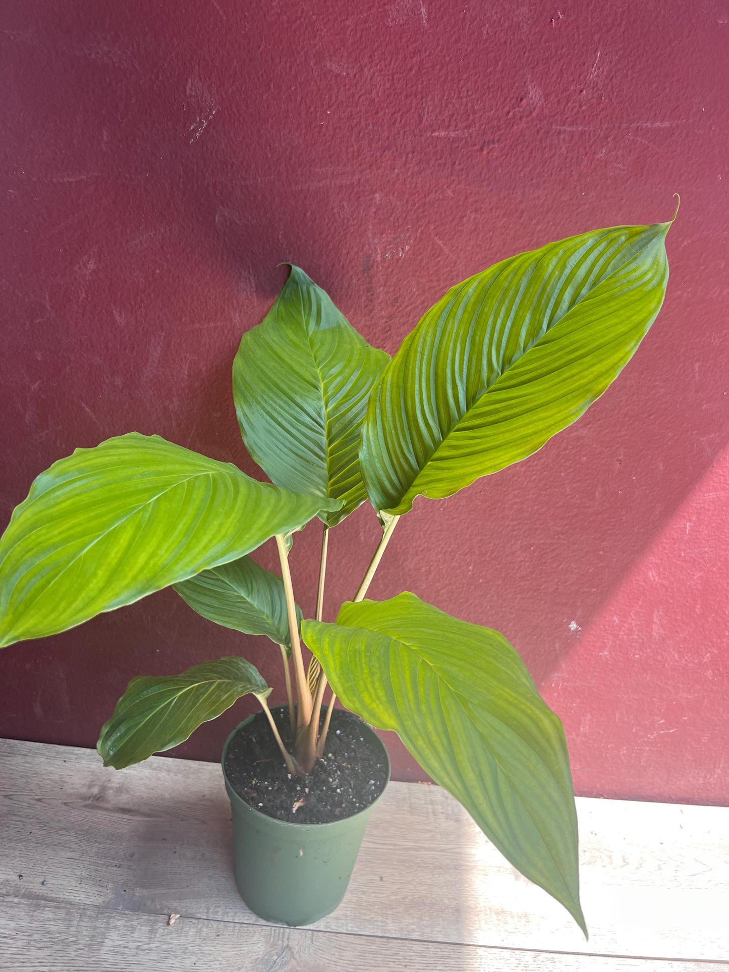Tacca chantrieri, Bat flower in 6" pot, black bat Flower