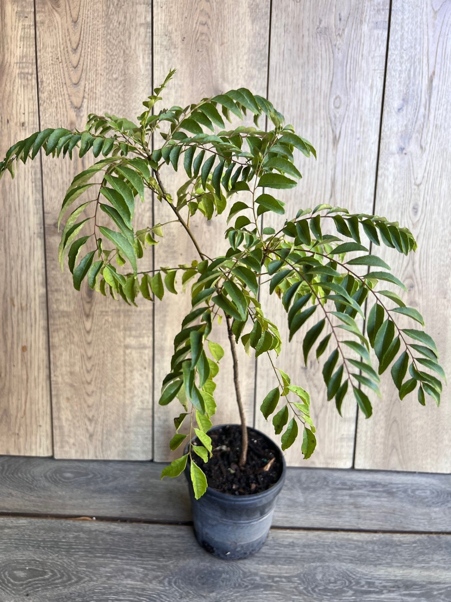 best pot for curry leaf plant Curry Leaf Plant, Murraya Koenigii, in 6" Pot. No ship to CA or HI – The Nodes