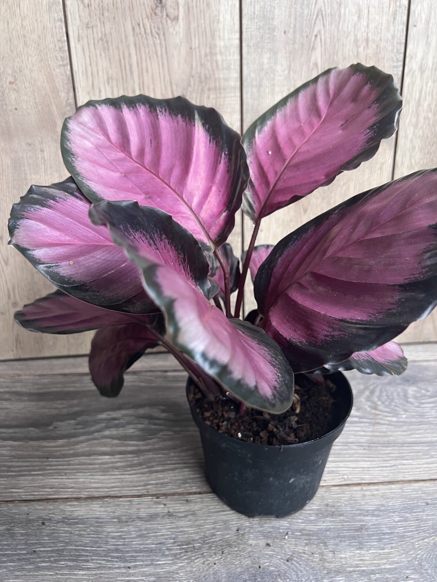 Calathea pink star in 6" Pot